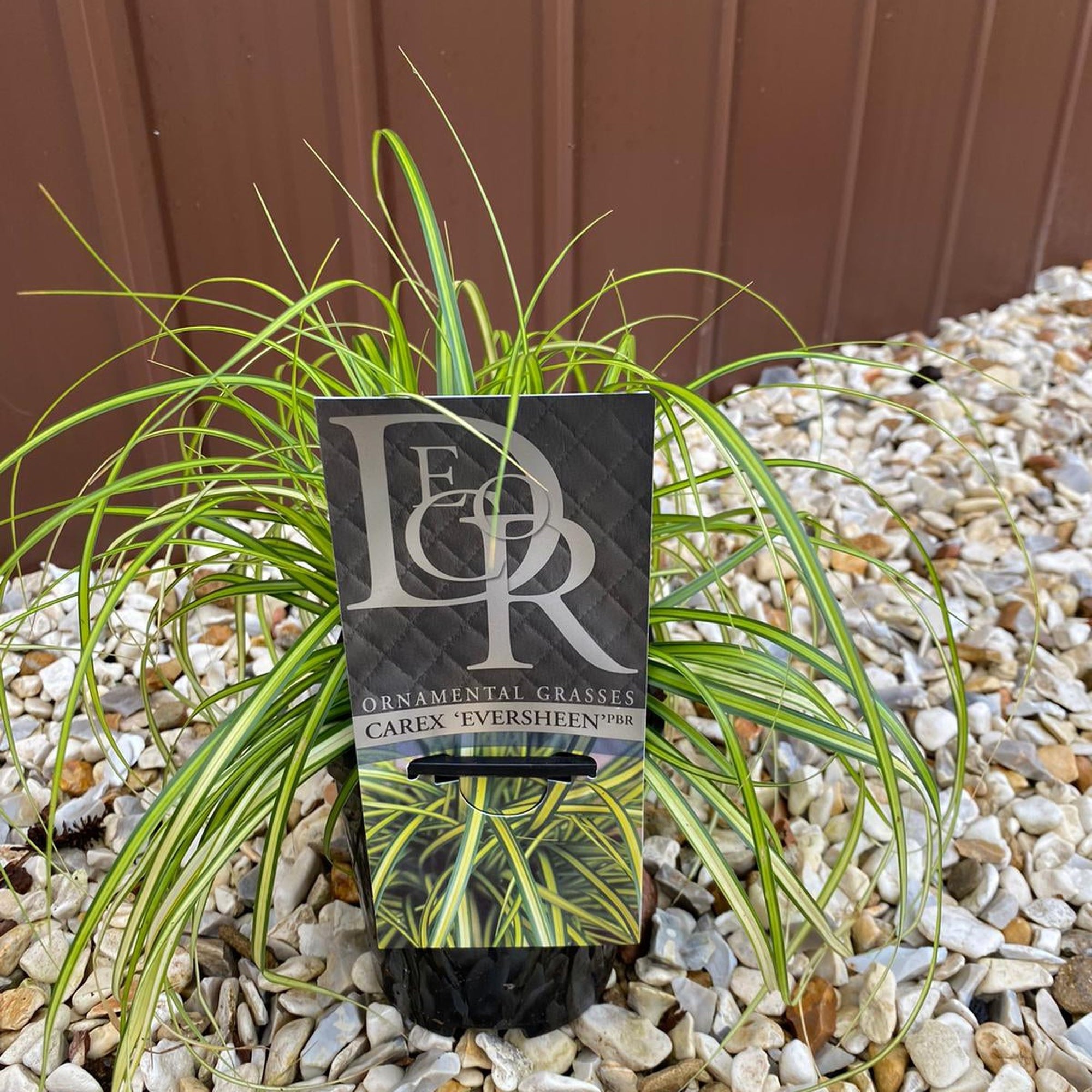 Carex oshimensis 'Eversheen' ornamental grass 1L