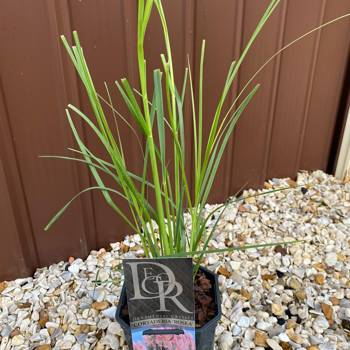 A small potted Cortaderia selloana Pink Pampas Grass with thin green leaves sits on white gravel before a brown metal wall. The hardy, evergreen ornamental grass is available in 9cm, 1L, 2L, and 4L pots.