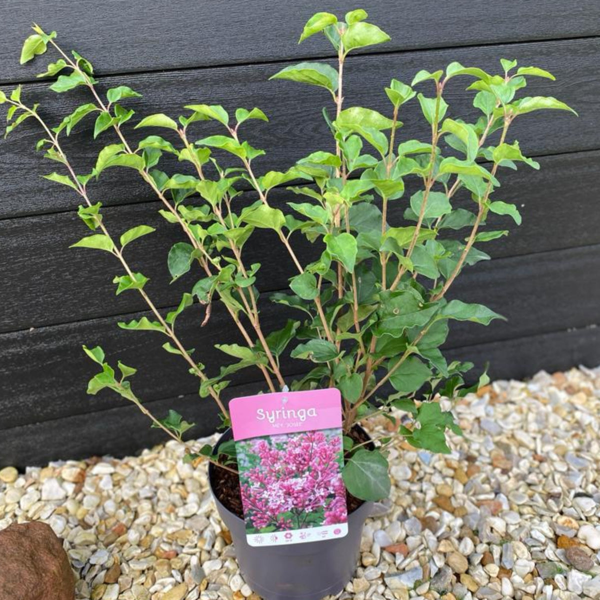 A potted Syringa &#39;Josee&#39; (Reblooming Lilac) 4L with green leaves sits on light gravel. Its label shows pink lilac flowers and “Syringa.” A dark wooden fence serves as a backdrop—ideal for enjoying fragrant, reblooming blooms.
