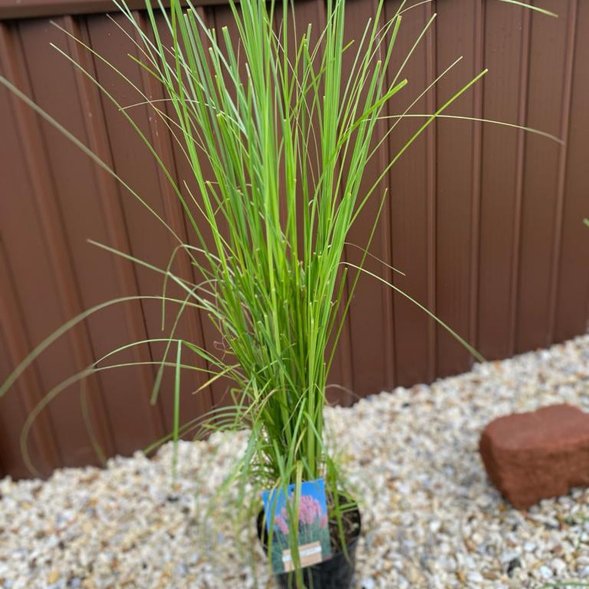 A Cortaderia selloana Pink Pampas Grass (9cm/1L/2L/4L pot) with long, thin green leaves is potted and placed on gravel before a brown metal fence, a large reddish rock close by.