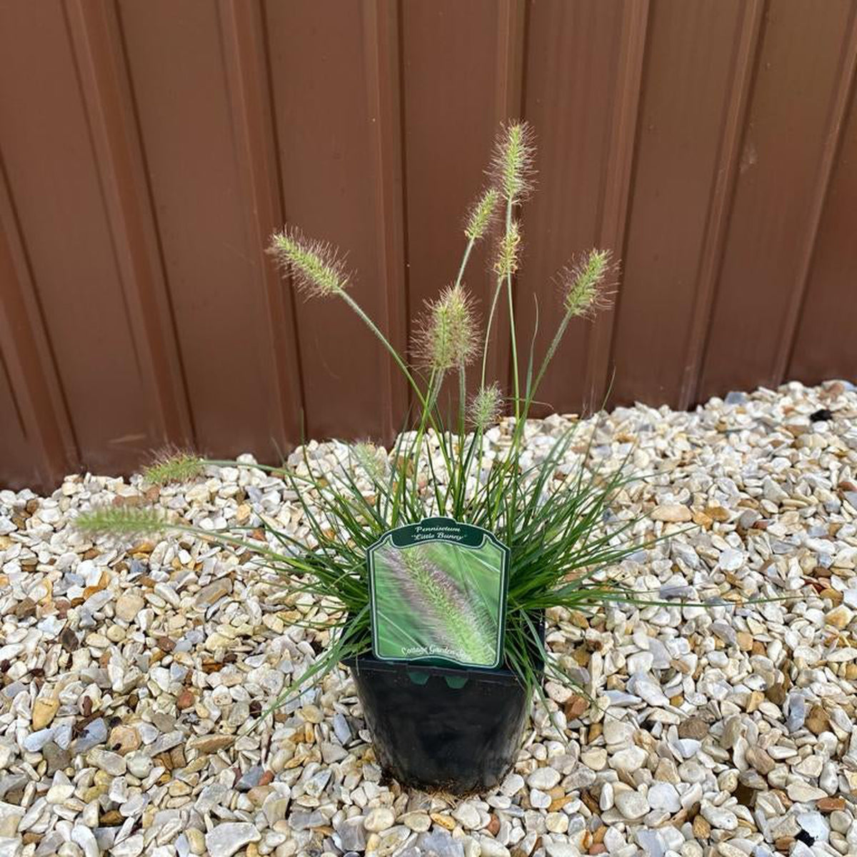 A black pot of Pennisetum &#39;Little Bunny&#39; Fountain Grass with fluffy seed heads sits on light gravel by a brown metal wall. A label identifying this hardy ornamental grass is attached to the pot.