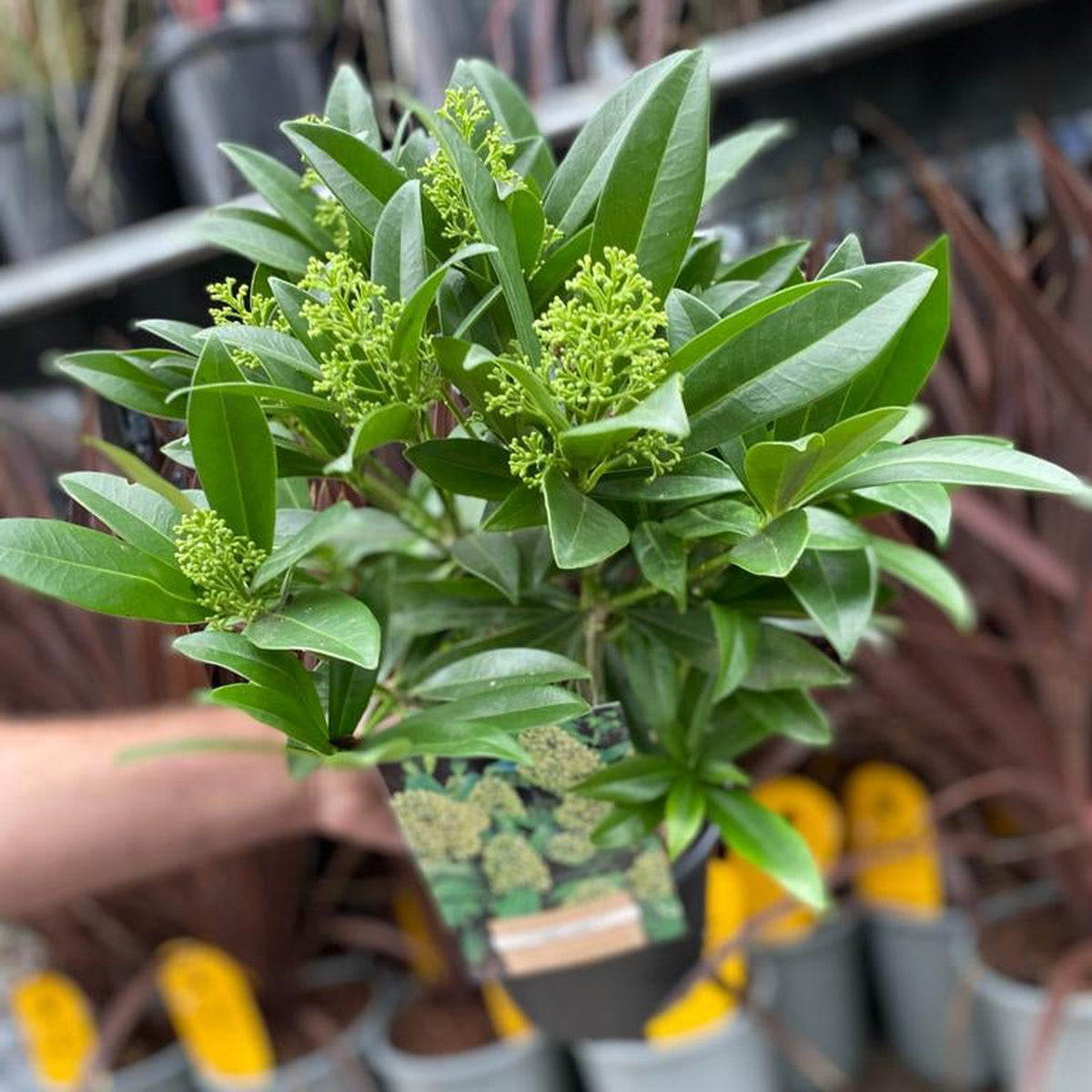 A hand holds a Skimmia × confusa &#39;Kew Green&#39; (2L/5L pot), an evergreen shrub with glossy green leaves and clusters of small green buds. Shelves with other potted plants are visible in the background.