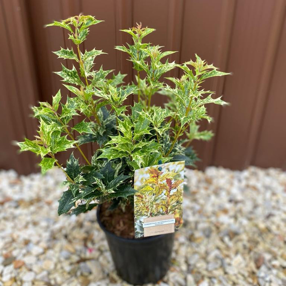 A 5L Osmanthus heterophyllus &#39;Goshiki&#39; (False Holly), 70-80cm tall, with spiky green and cream holly-like leaves, stands on white gravel before a brown metal wall. An image tag describes this low-maintenance shrub attached to its pot.