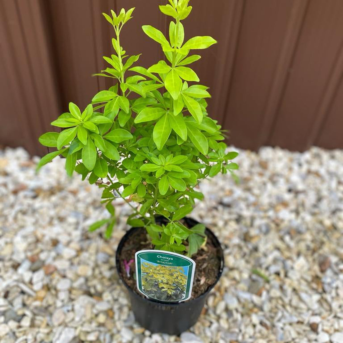 A Choisya ternata Sundance - Brica/Lich 9cm-5L potted shrub with fresh yellow-green foliage sits on gravel by a brown wall, labeled with its name and image. The plant appears healthy and vibrant.