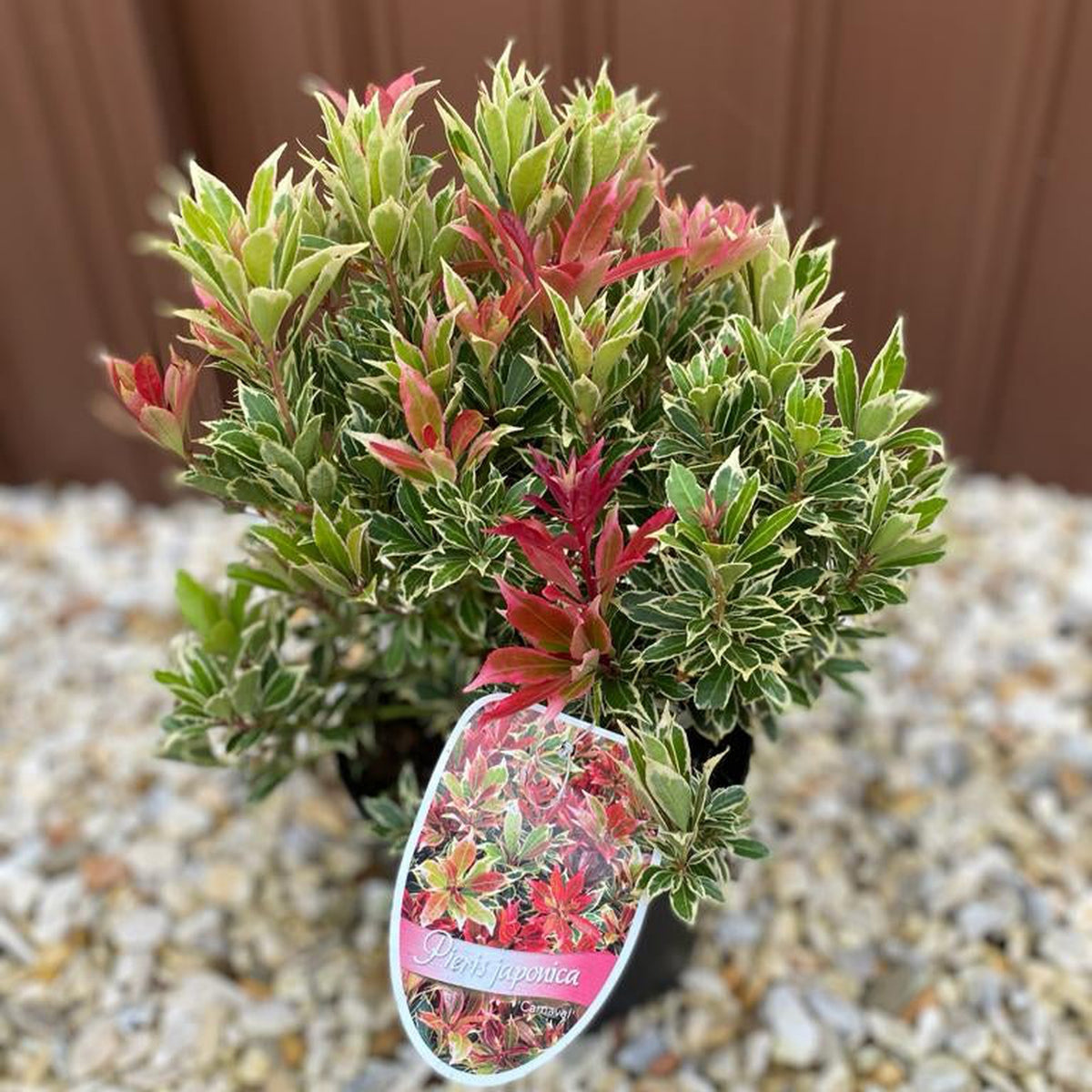 The Pieris japonica Carnaval 1.5L, a potted evergreen shrub with variegated green and white leaves and red new growth, sits on light-colored rocks. A label with its name is attached to the pot.