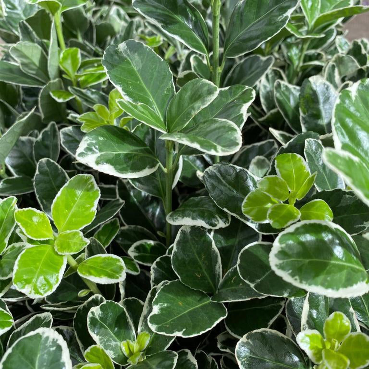 Close-up of Euonymus fortunei ‘Emerald Gaiety’ 1L / 5L shows dense clusters of oval green leaves with white edges. This vibrant evergreen shrub is ideal for a low-maintenance, healthy, and attractive hedge in any garden.