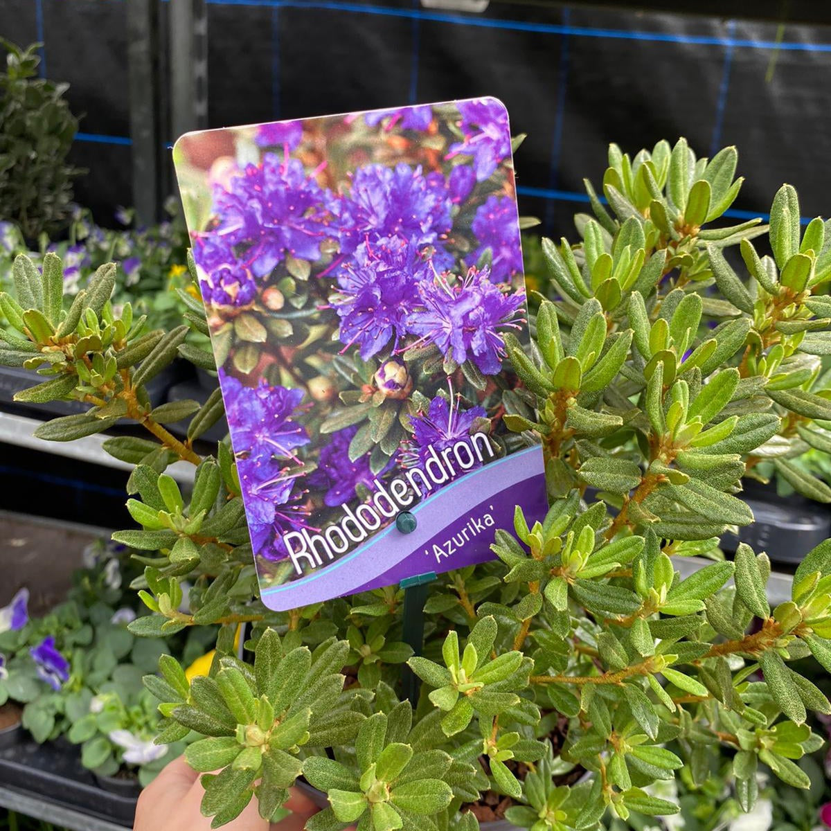 A hand holds a Rhododendron Dwarf Purple &#39;Ramapo&#39; 2L plant with green leaves; its label shows purple flowers and the plant name. Blurred potted plants are in the background. Ideal for ericaceous, acidic soil.