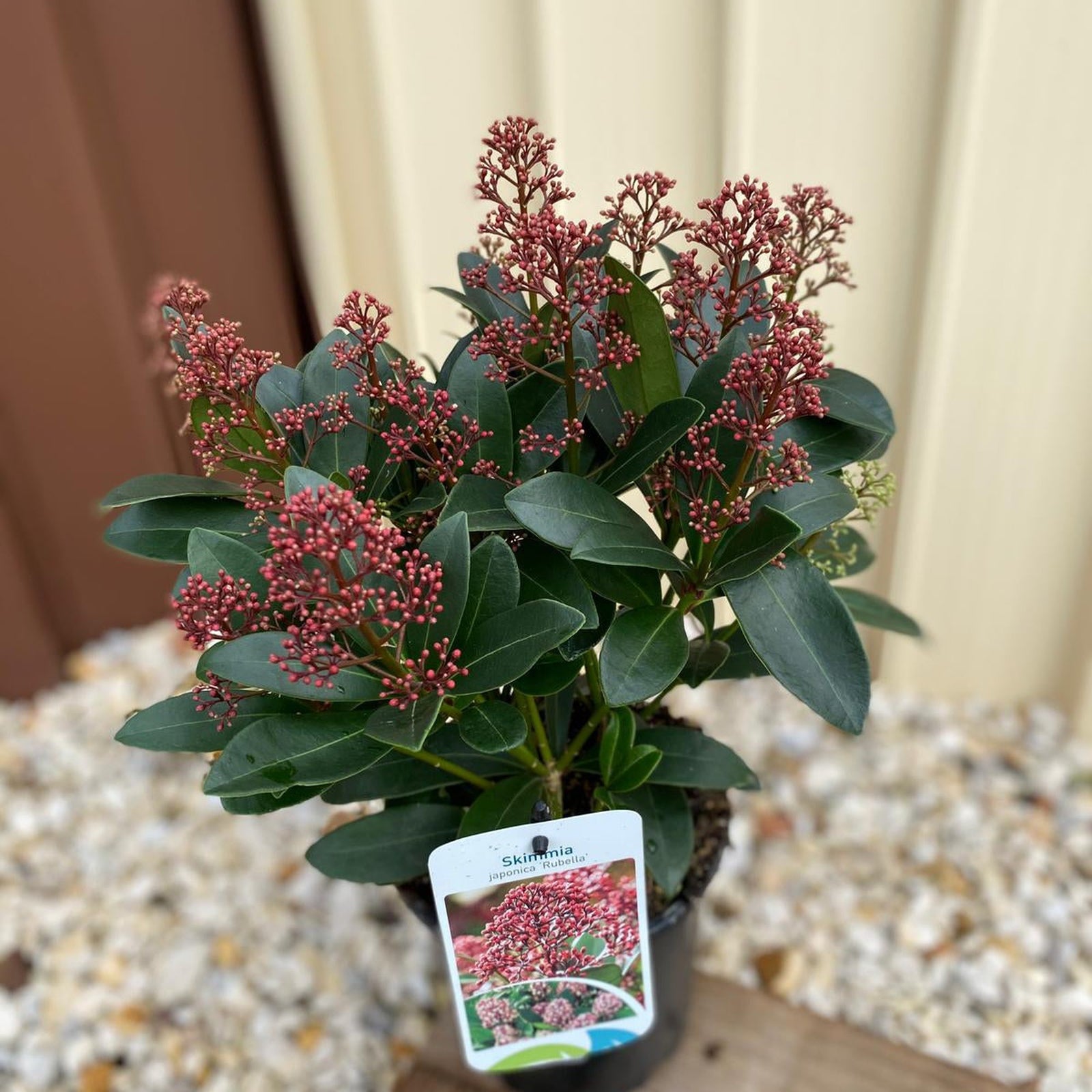 A smiling person in black holds a large bouquet of Skimmia japonica Rubella 9cm-10L, highlighting its dark green leaves and vibrant color against a wooden fence—perfect for adding beauty to shady spots.