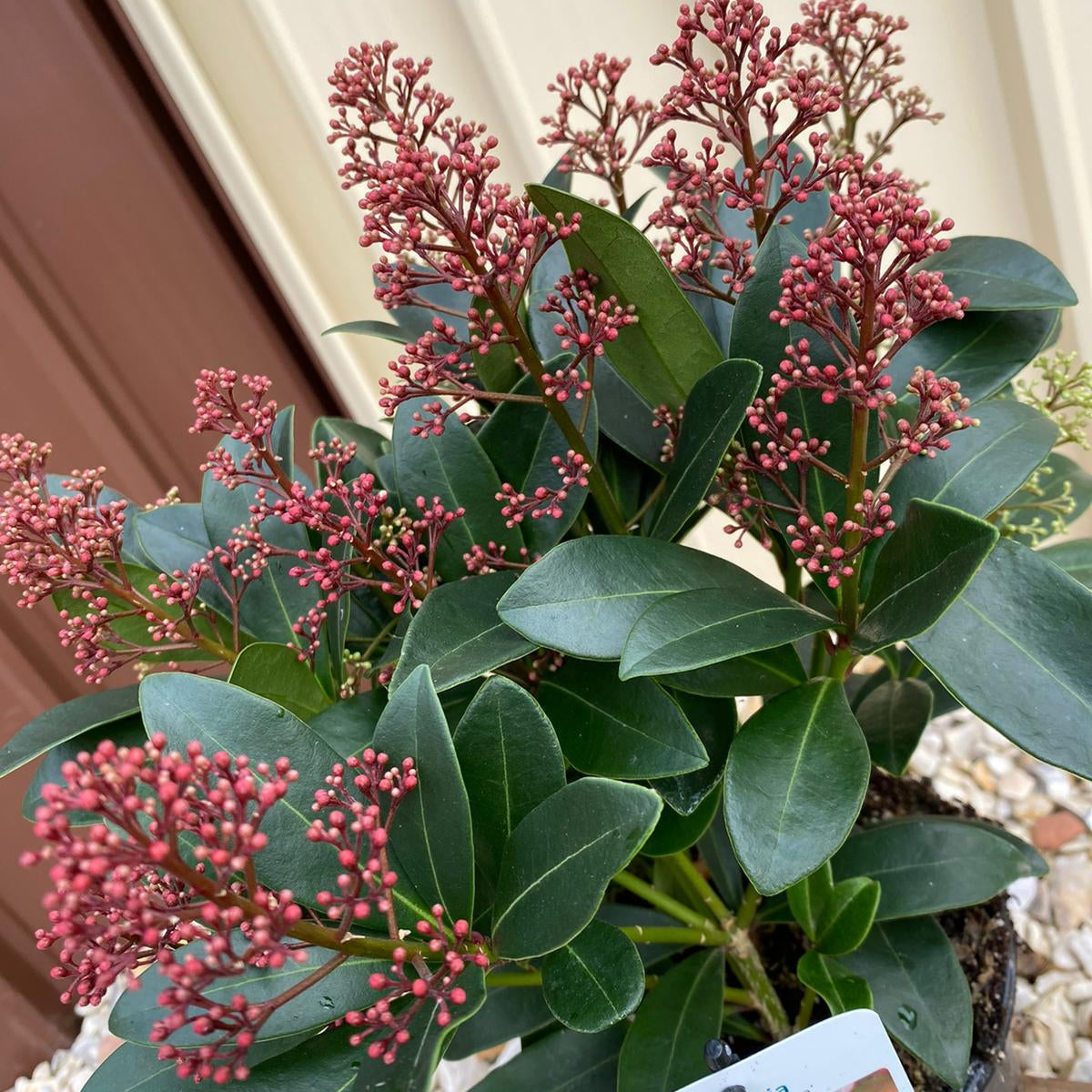 Skimmia japonica Rubella 9cm-10L is a shade-loving evergreen shrub with glossy green leaves and clusters of small reddish-pink buds, perfect for brightening spaces near beige walls or brown doors.
