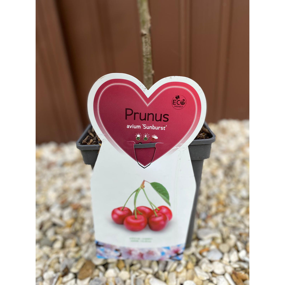 A Dwarf/Patio Cherry Tree &#39;Sunburst&#39; (Prunus avium) 1m, labeled with a heart-shaped tag and showing three red cherries, stands on gravel before a brown wall.
