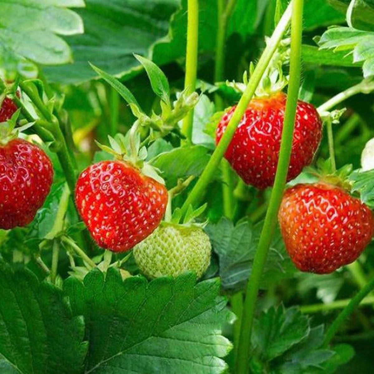 Strawberries Mix - Mix of 3: A group of vibrant strawberries ripens together, ideal for growing in containers or hanging baskets.