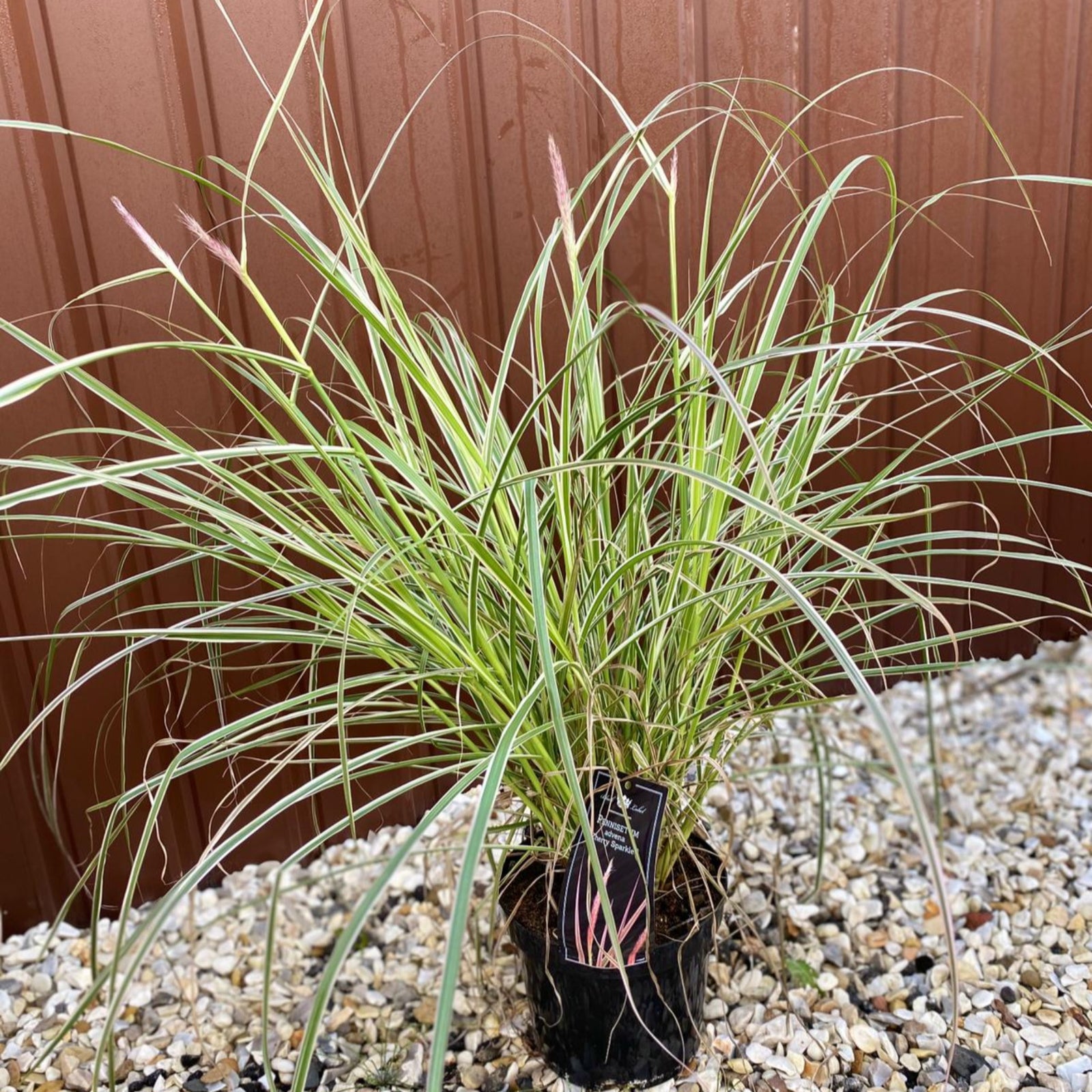 The Pennisetum setaceum 'Cherry Sparkler' fountain grass 4L, with its long, thin green and white striped leaves, creates a striking display on gravel before a brown metal fence, making it an eye-catching garden plant.