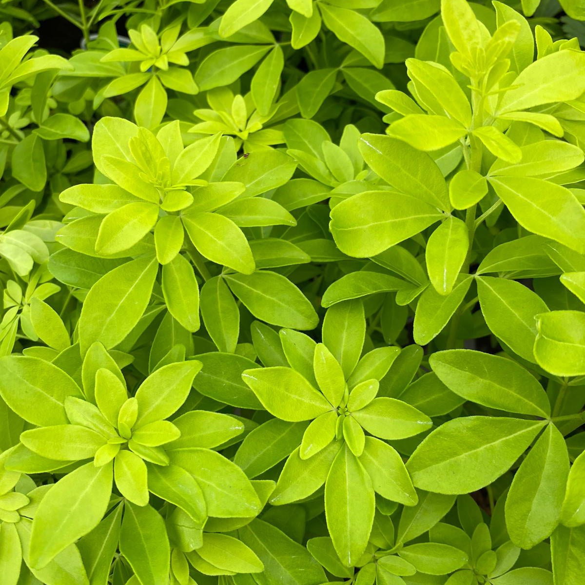 A close-up of lush, vibrant green-yellow leaves on Choisya ternata Sundance - Brica/Lich 9cm-5L, densely packed with hints of white flowers, creating a fresh and lively natural texture.