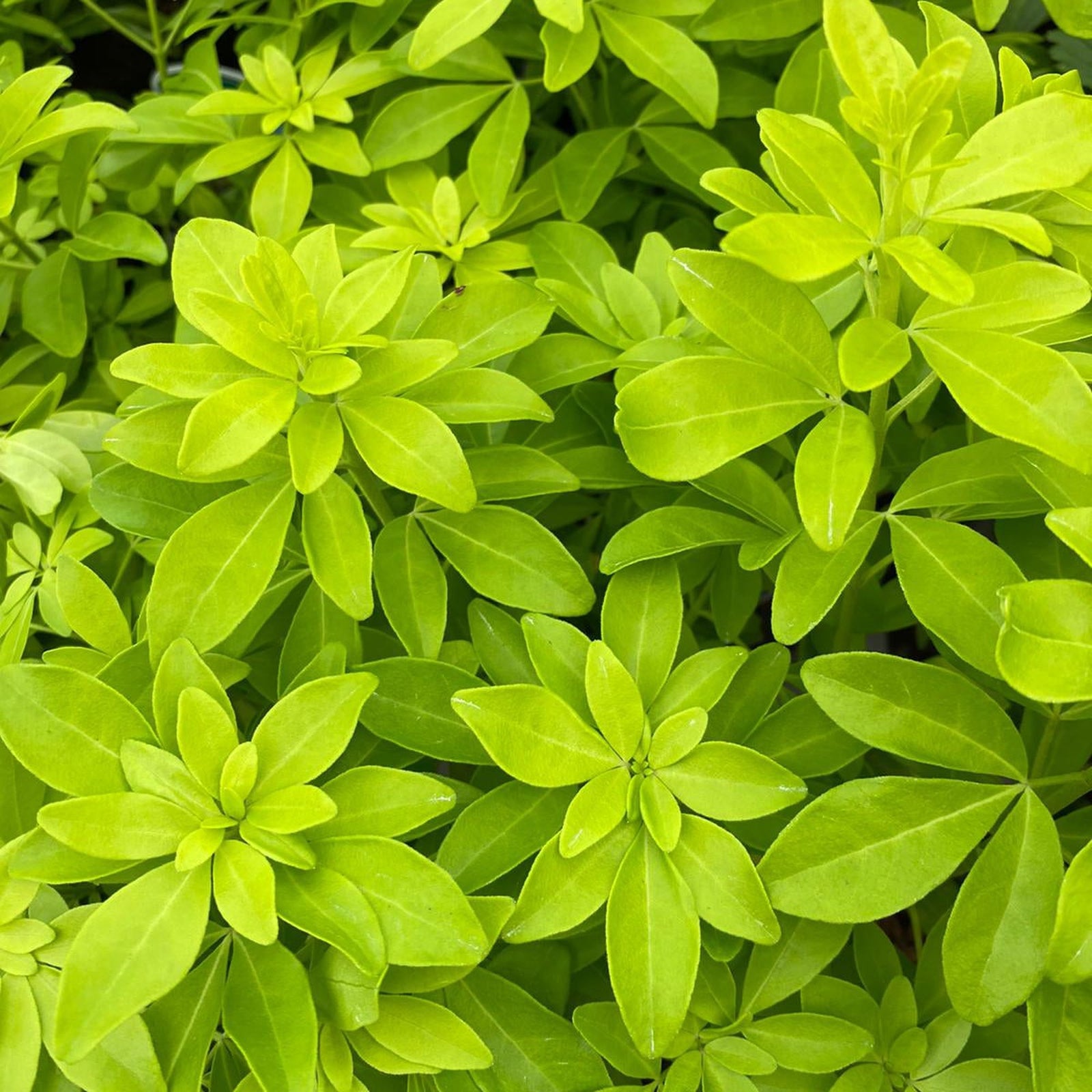 A close-up of lush, vibrant green-yellow leaves on Choisya ternata Sundance - Brica/Lich 9cm-5L, densely packed with hints of white flowers, creating a fresh and lively natural texture.