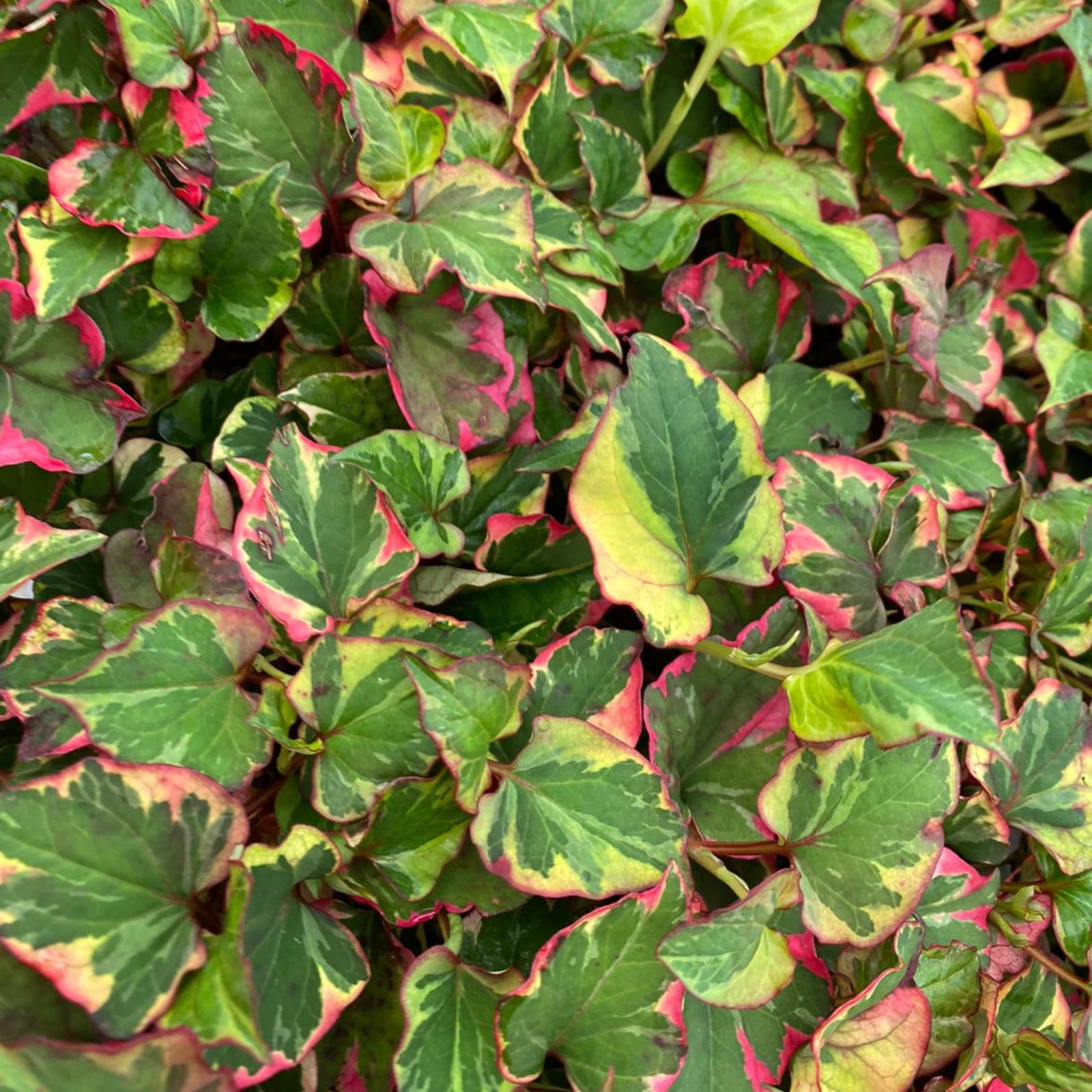 Houttuynia Chameleon features green leaves with bright pink edges and yellowish variegation, creating vibrant foliage that makes an eye-catching perennial perfect for use as ground cover.