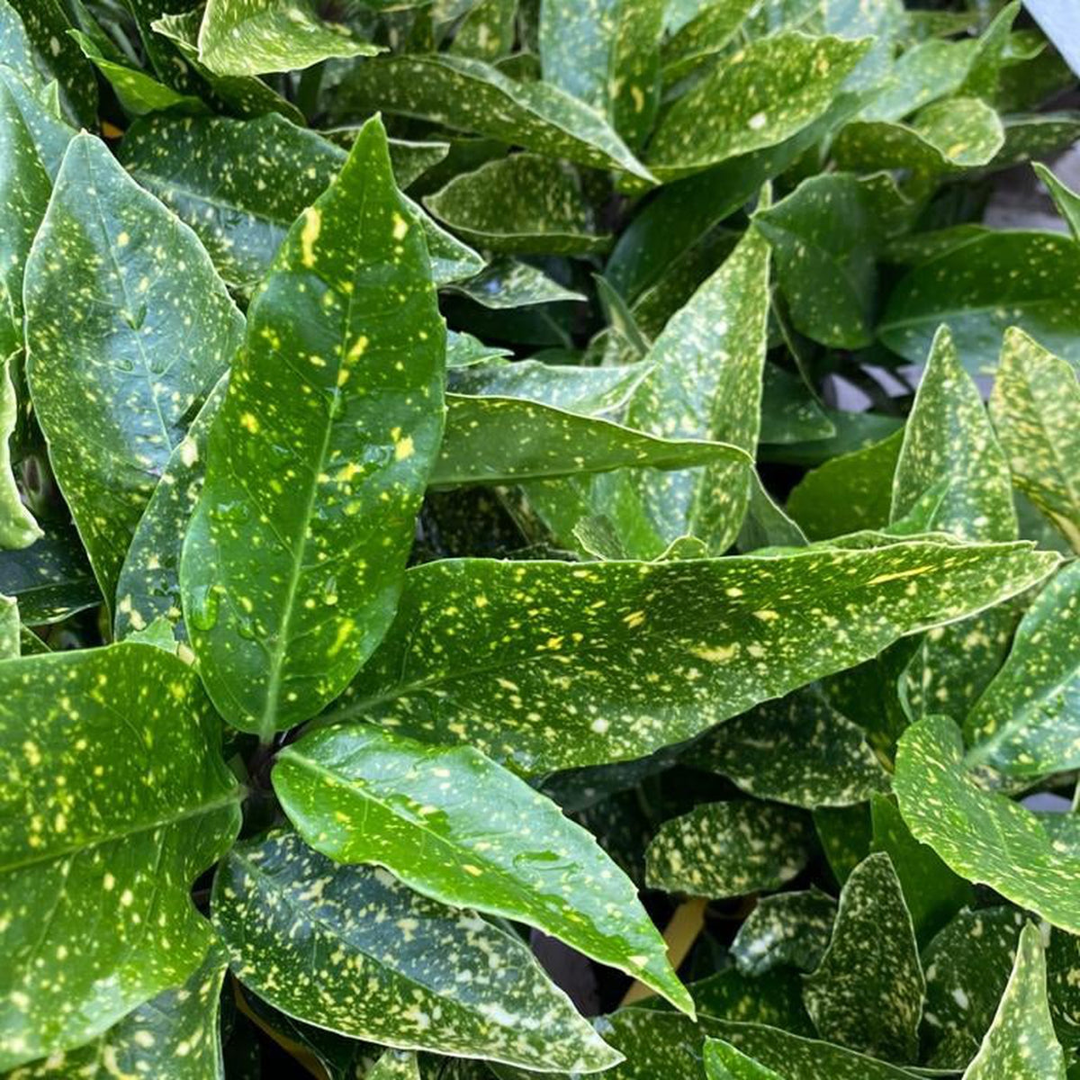 Close-up of Aucuba japonica (Spotted Laurel) 1.5L: an evergreen shrub with glossy green leaves, pointed tips, and bold golden splashes. Multibuy offers available.