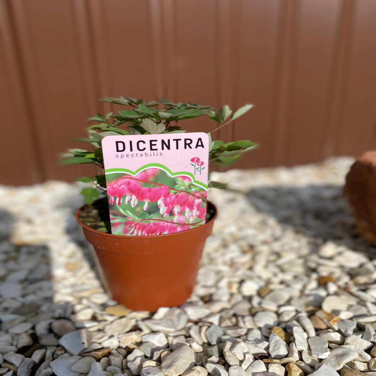 A Dicentra Spectabilis &#39;Bleeding Heart&#39; Pink (6cm - 2L), a shade-loving perennial, sits in a brown pot on white gravel. The pot has a label showing its pink, heart-shaped flowers, with a brown wall in the background.