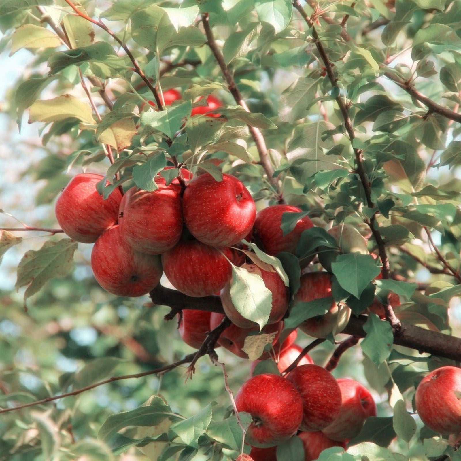 Ripe red apples hang from the branches of the Dwarf/Patio Apple Tree 'Elstar', surrounded by green leaves and bathed in natural sunlight.