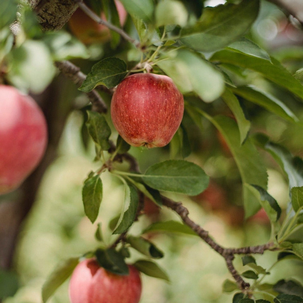 A close-up of ripe red apples on the Dwarf/Patio Apple Tree &#39;Summerred&#39; 1M, surrounded by green leaves. The softly blurred background highlights the apples and foliage in the foreground.