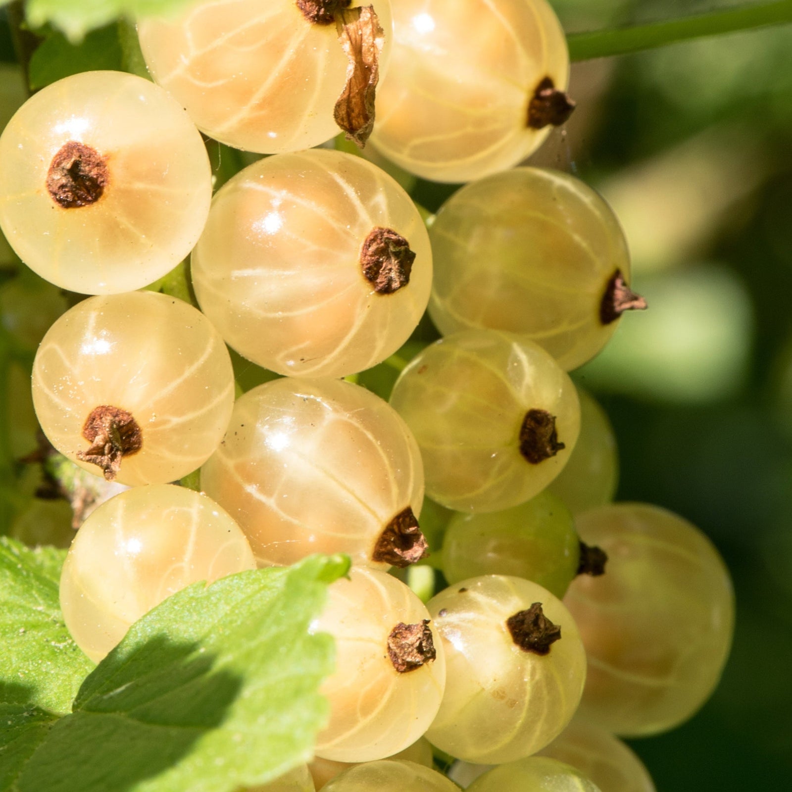Close-up of translucent Johannesberg Groseille clusters on the Dwarf/Patio Whitecurrant Fruit Tree (4L), sunlight highlighting their smooth skins among green leaves—ideal for your backyard garden or patio fruit tree collection.