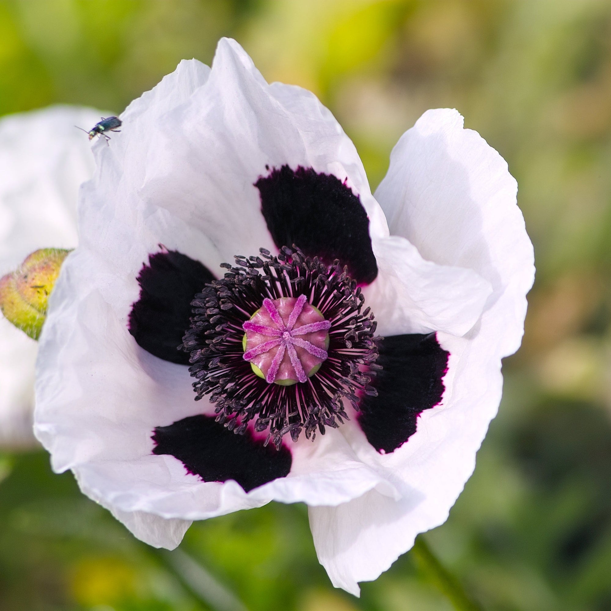 Papaver orientale  'Royal Wedding' | Oriental Poppy 9cm/2L