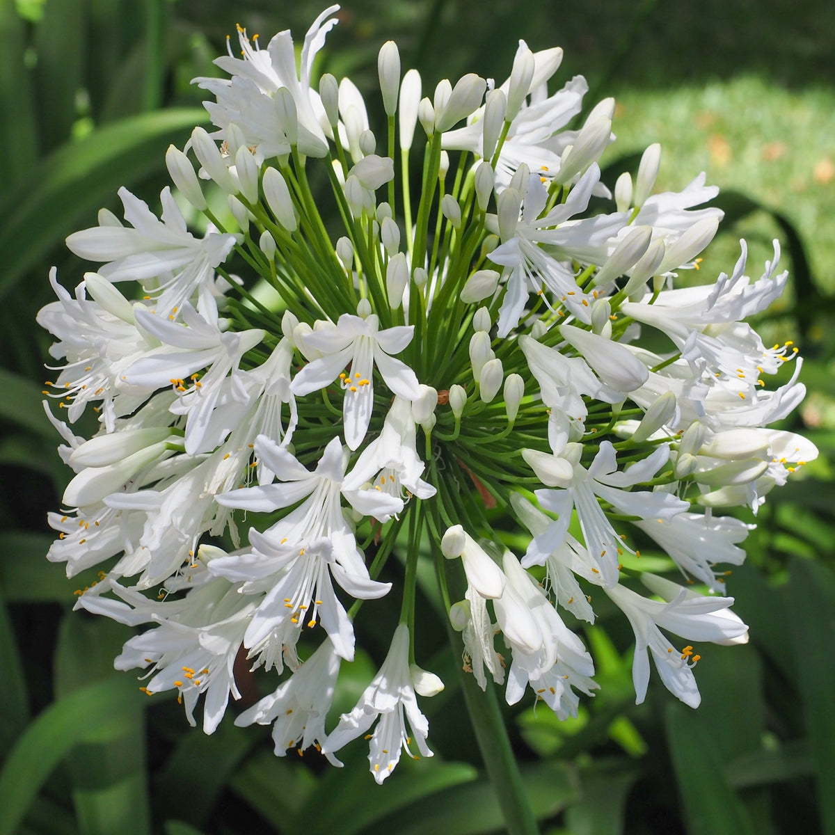 Agapanthus &#39;Africanus&#39; - African Lily  (White)  1.5L