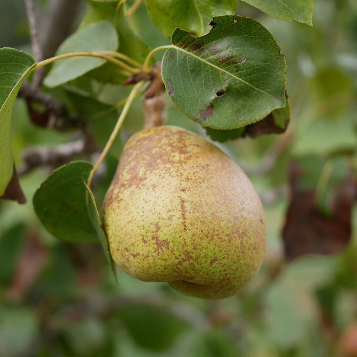 A close-up of a ripe pear on the Dwarf/Patio Pear Tree - Wildeman 1m, hanging from a branch amid green leaves with small holes and brown spots—a perfect inspiration for anyone interested in home-grown fruit.