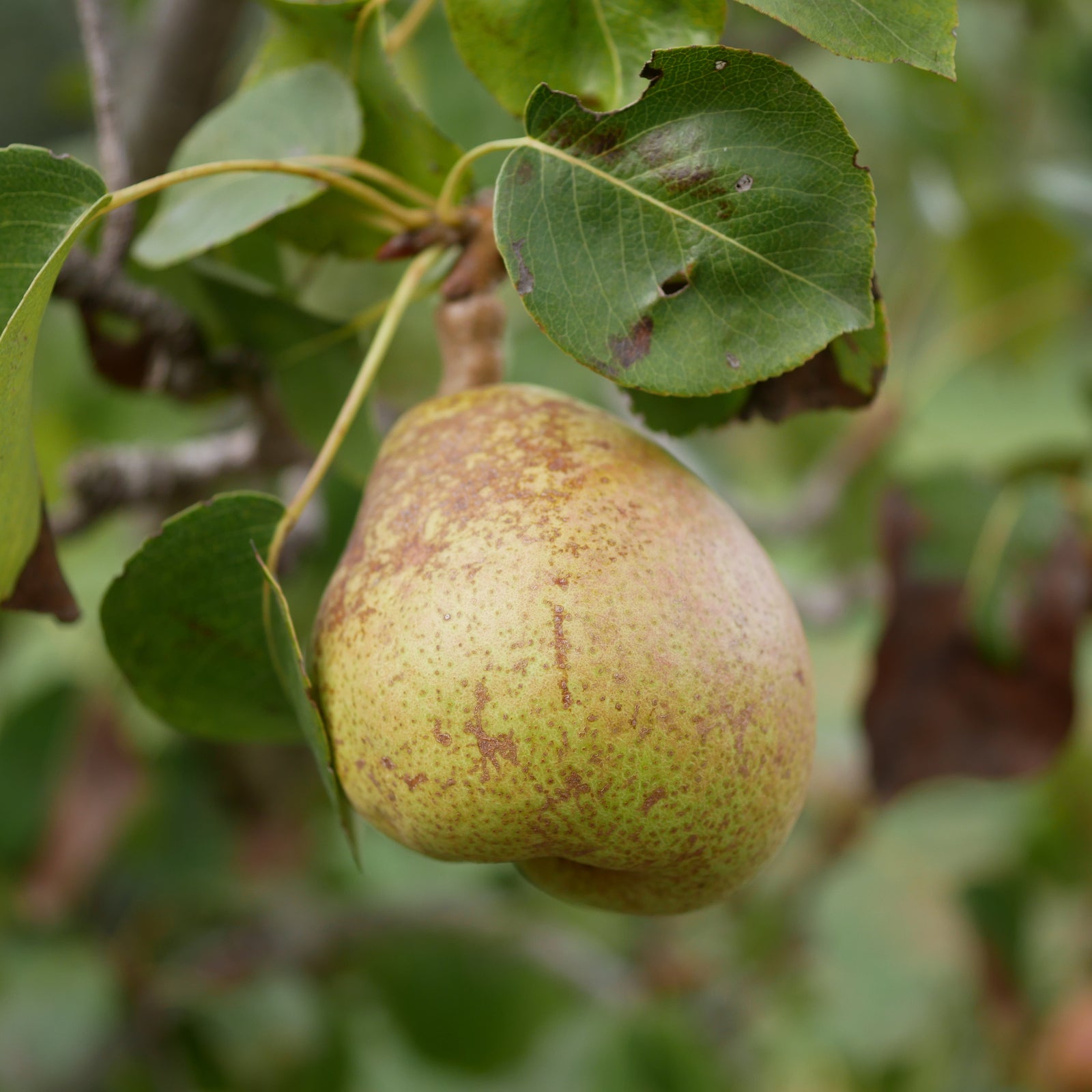 A close-up of a ripe pear on the Dwarf/Patio Pear Tree - Wildeman 1m, hanging from a branch amid green leaves with small holes and brown spots—a perfect inspiration for anyone interested in home-grown fruit.