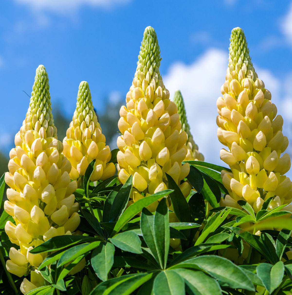 Tall yellow lupine flowers with green leaves, thriving in full sun beneath a bright blue sky, are featured in our &quot;5 Perennials for a Sunny Site&quot; collection.