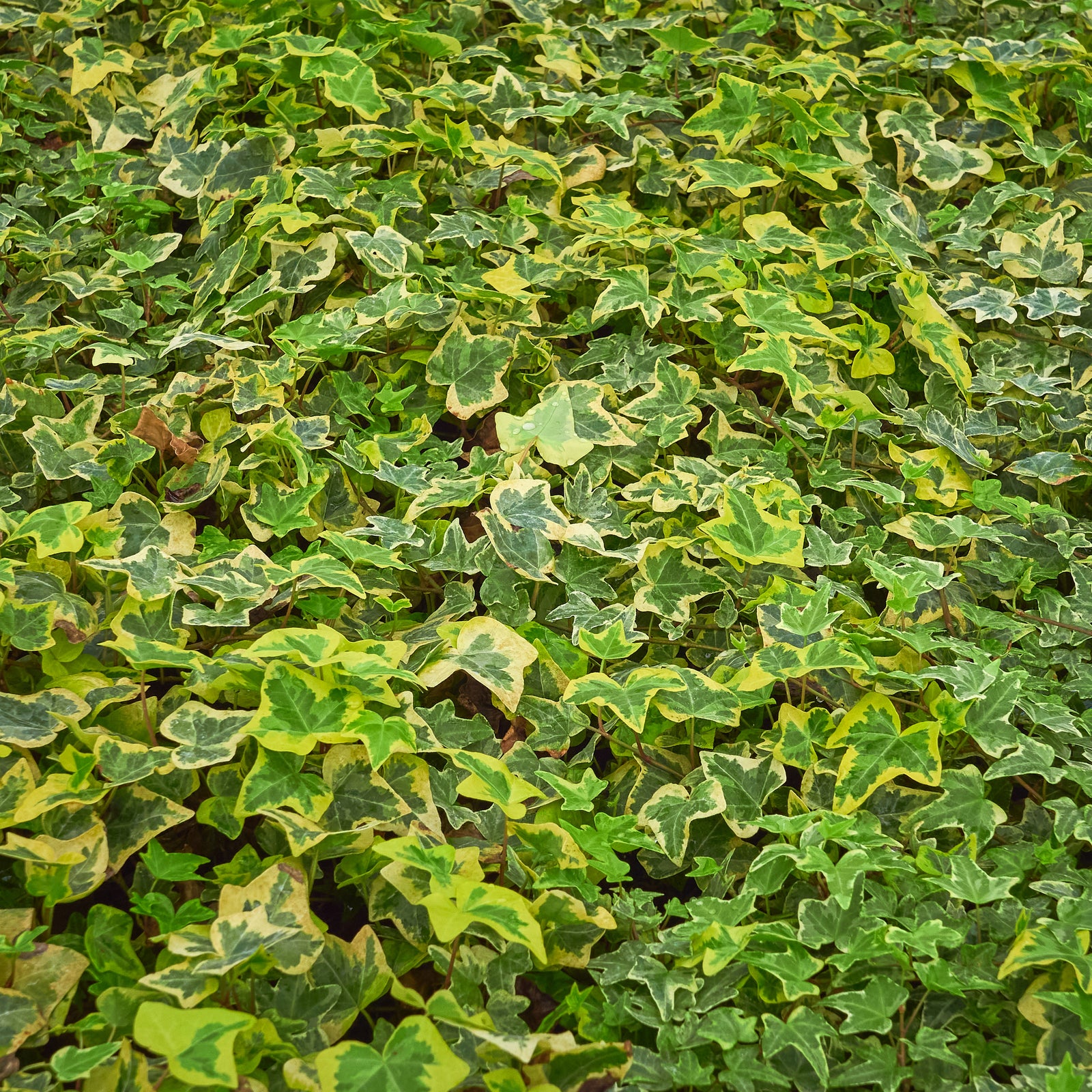 Hedera helix 'Yellow Ripple' Ivy 1m forms a dense carpet of dark green and yellow-variegated leaves, creating a lush, textured ground cover from this evergreen climber.