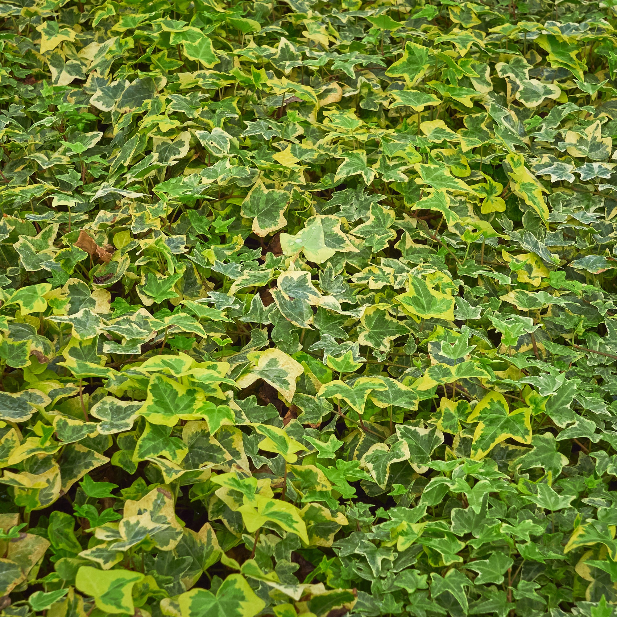 Hedera helix 'Yellow Ripple' Ivy 1m