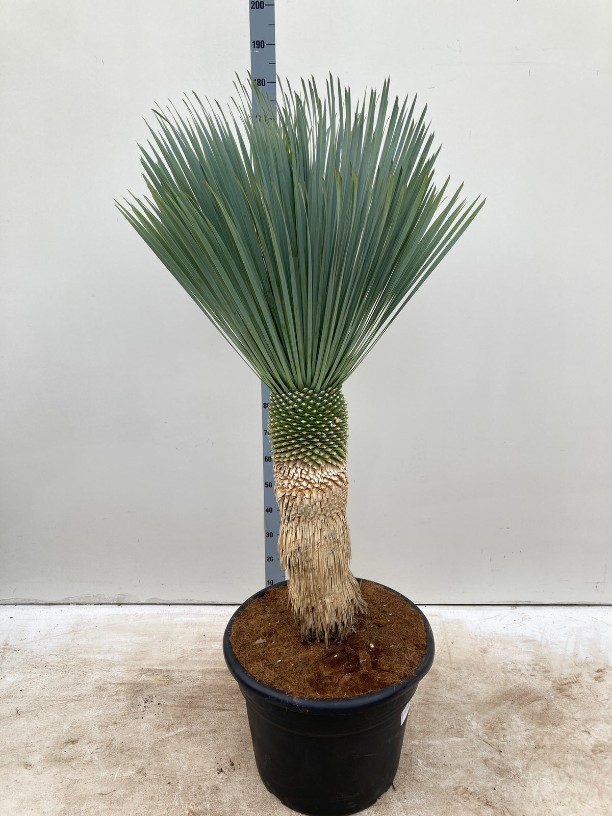 The Yucca rostrata &#39;Blue Swan&#39; 170cm (including 65L growers pot) has a thick trunk and dense, spiky blue-green leaves, shown here in front of a height measuring scale against a plain white background.