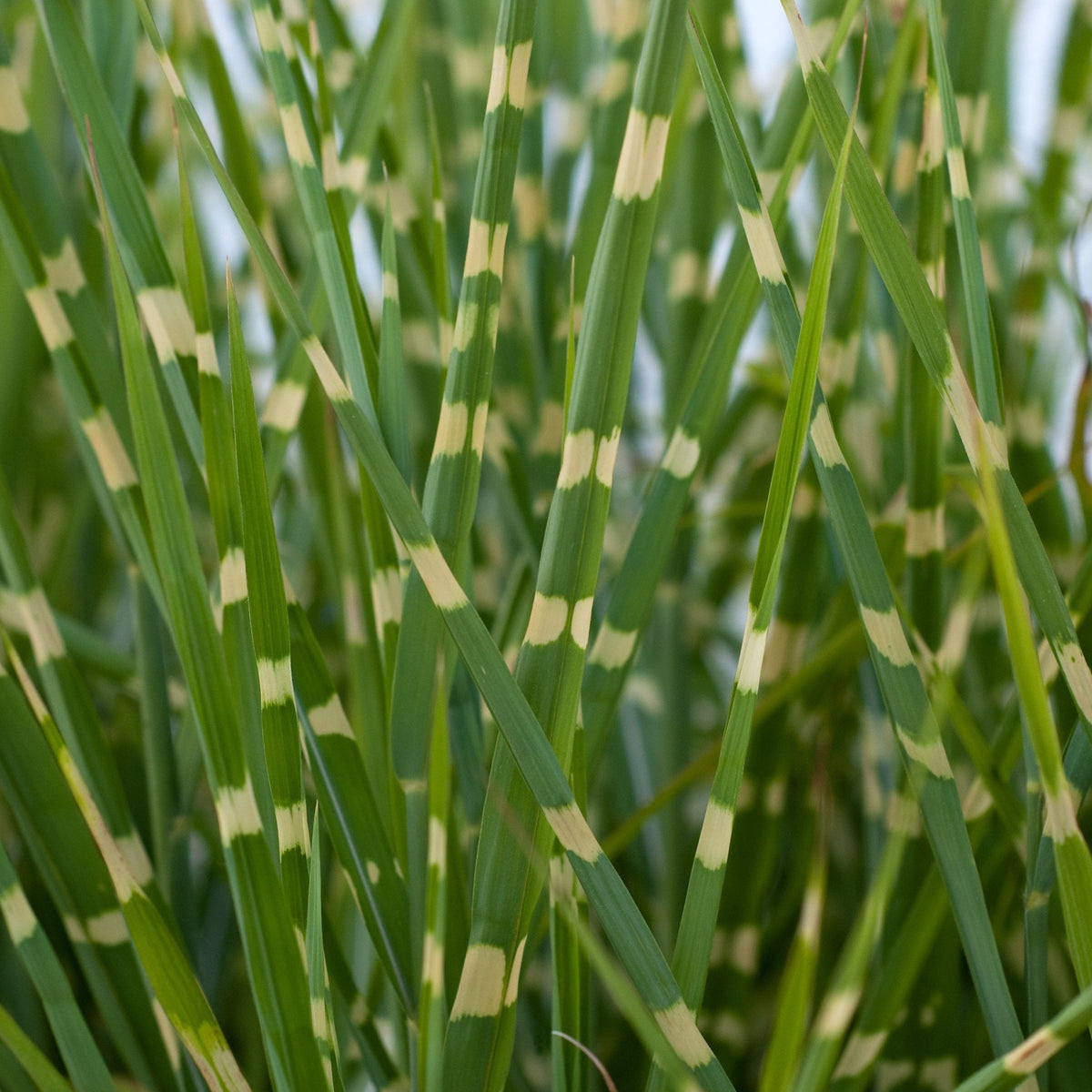 Miscanthus sinensis &#39;Little Zebra&#39; Grass (9cm/2L) features long, narrow green blades with unique horizontal yellow bands, and its dense, textured leaves make it perfect for mixed borders, adding a lush, vibrant look to your garden.