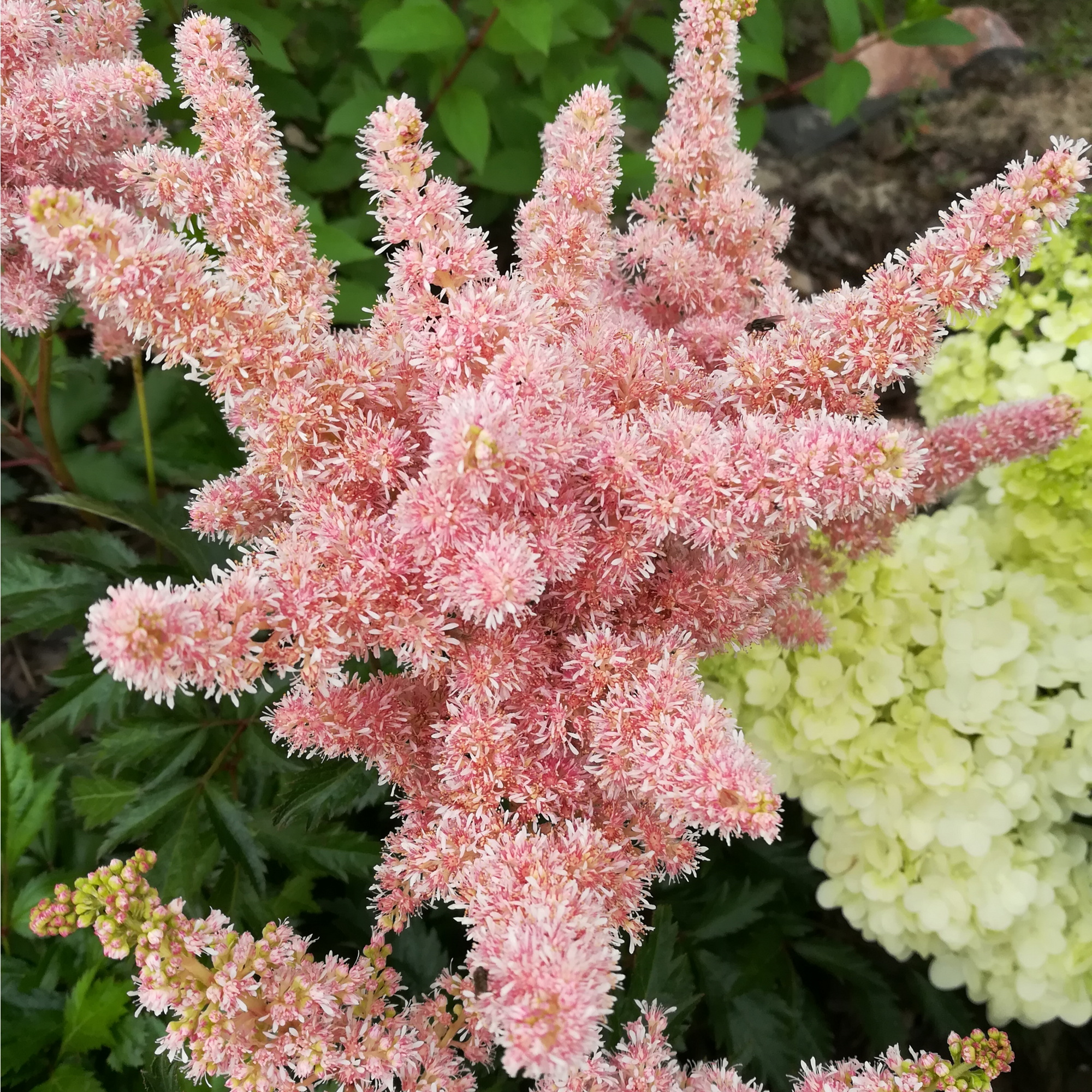 Astilbe - Sister Theresa 1.5L