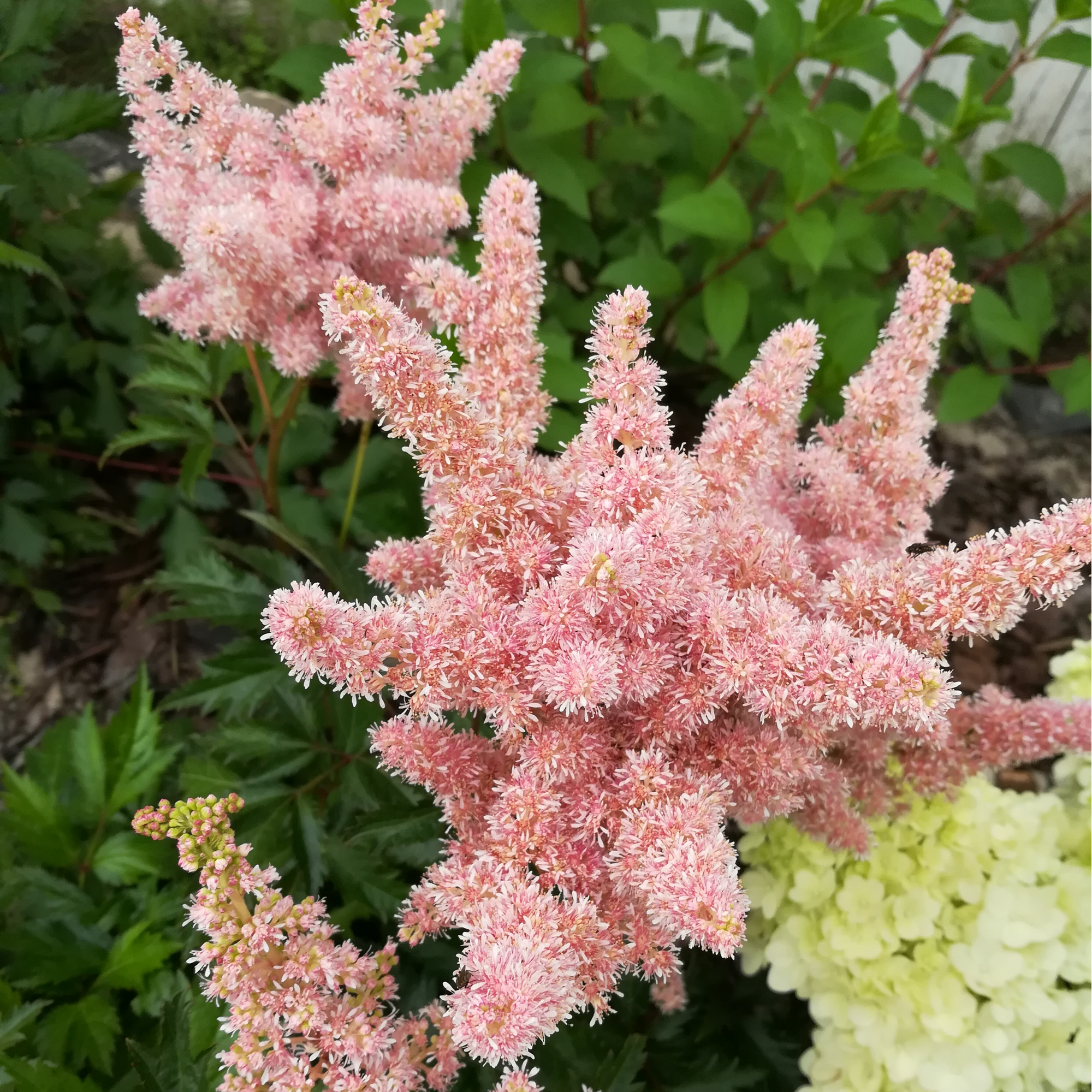 Astilbe - Sister Theresa 1.5L