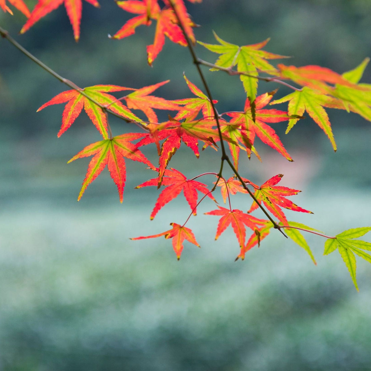 Acer palmatum &#39;Festival&#39; 3L