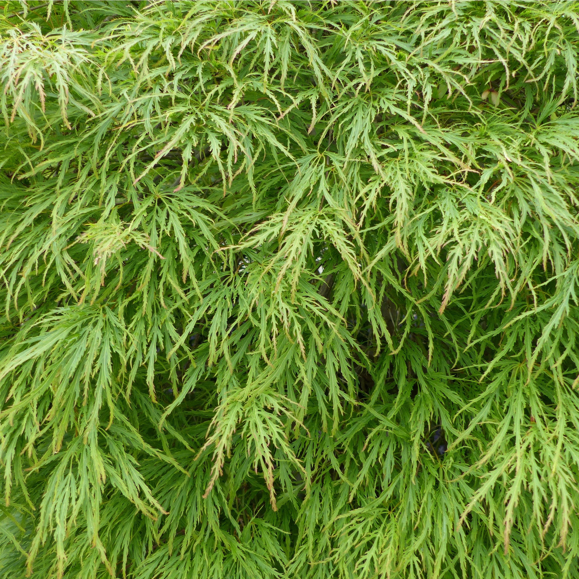 Acer palmatum - 'Dissectum' 7L (70-80cm)