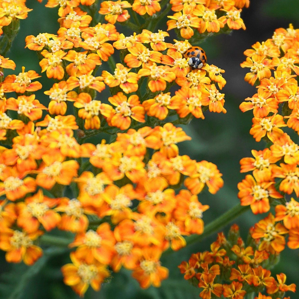 A ladybug rests on bright orange and yellow Achillea - Terracotta 1.5L blooms, surrounded by lush green leaves, creating a vibrant garden scene that&#39;s perfect for adding color to a sunny border.