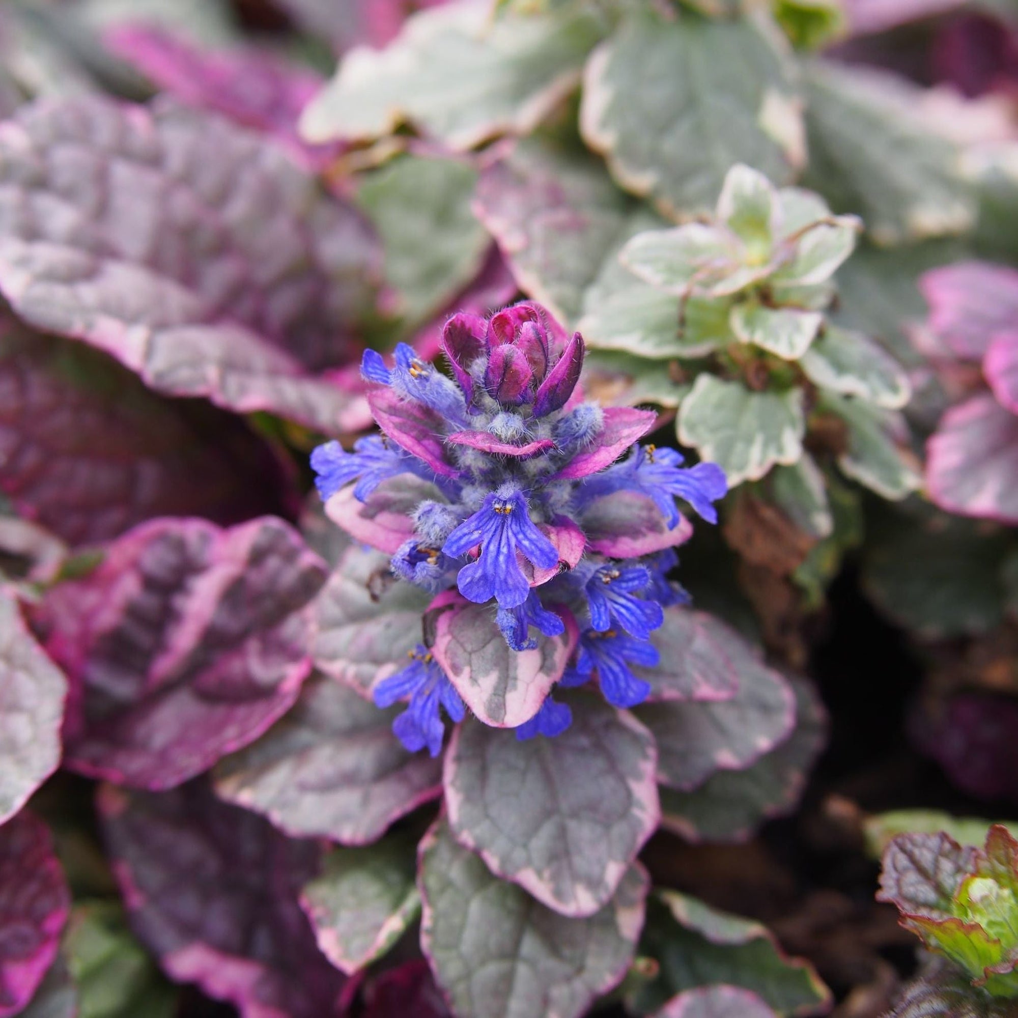 Ajuga 'Burgundy Glow' 1L