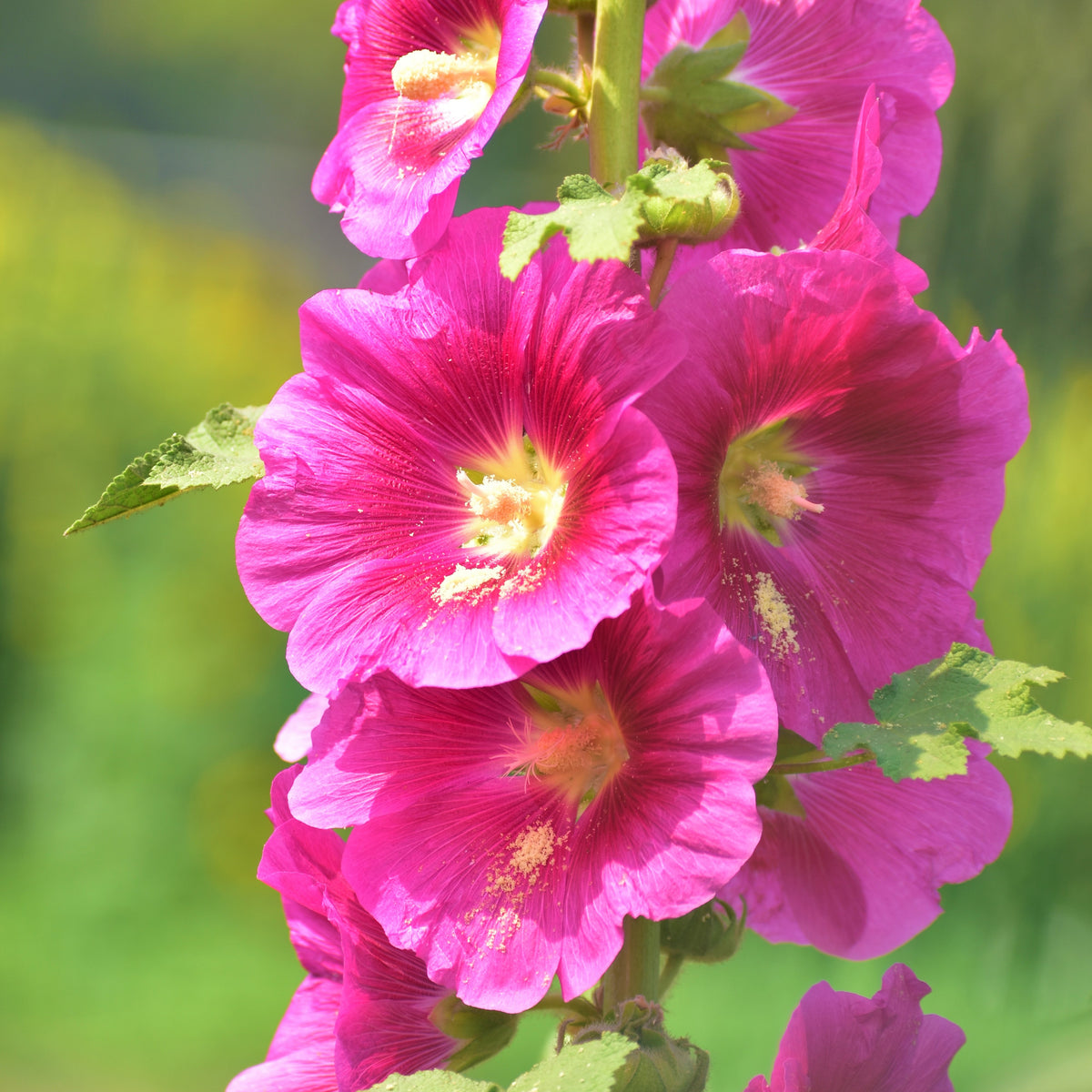 Hollyhock (Alcea) &#39;Spring Celebrities Rose&#39; - Pink 1.5L