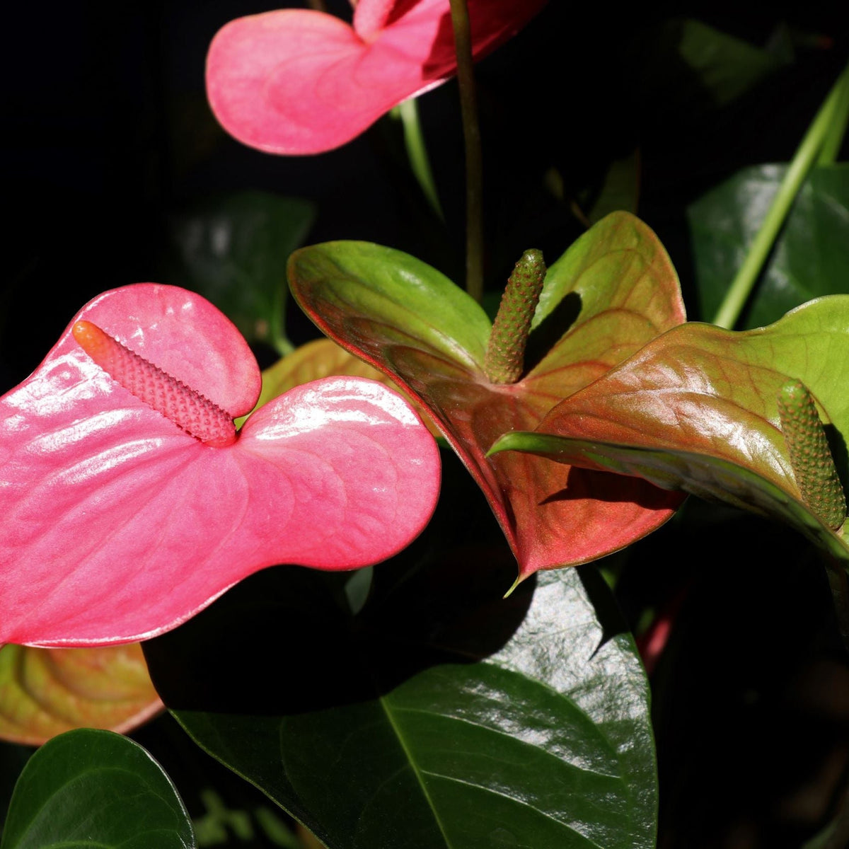 Close-up of Anthurium - Candy Floss Pink with shiny, heart-shaped soft pink and green spathes, textured central spadix, and glossy green leaves—a stunning house plant for a lasting bouquet.