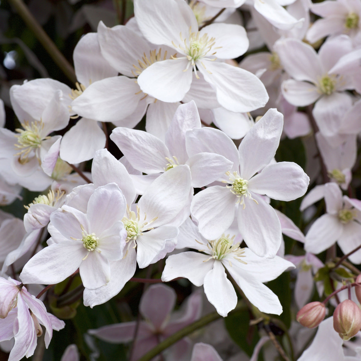 A cluster of pale pink clematis flowers with delicate petals and yellow-green centers, set amid green foliage and unopened buds, captures the elegant charm of Clematis armandii &#39;Snowdrift&#39; 100cm—an evergreen, fragrant climber.