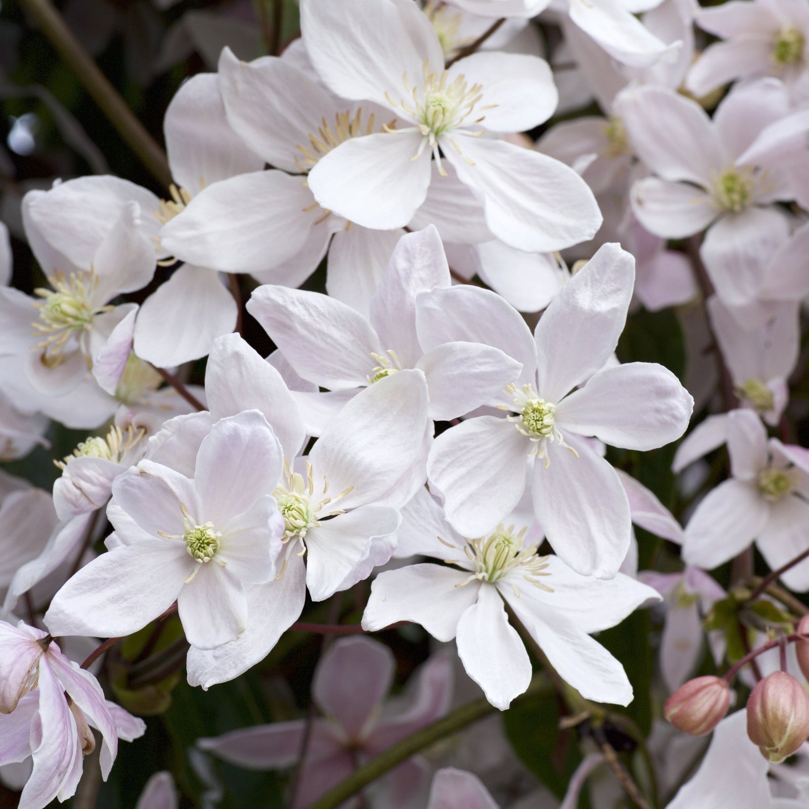 A smiling person with short brown hair and a beard, in a black Nike top, holds a potted Clematis armandii 'Snowdrift' 100cm (Evergreen and Fragrant) with white flowers, standing in front of a wooden fence.