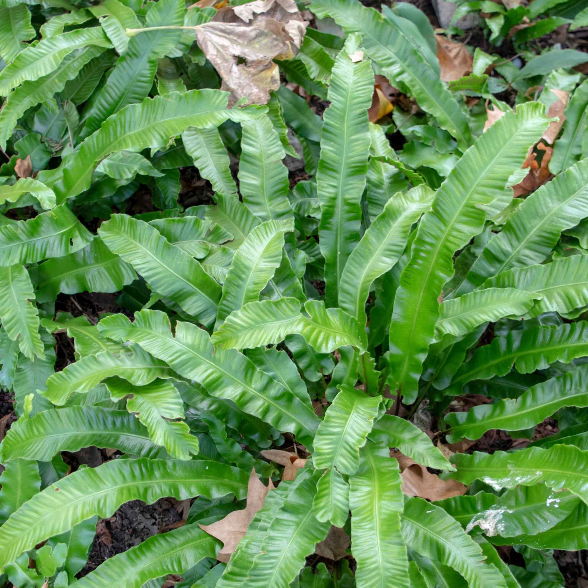 Fern Asplenium (11cm Pot)