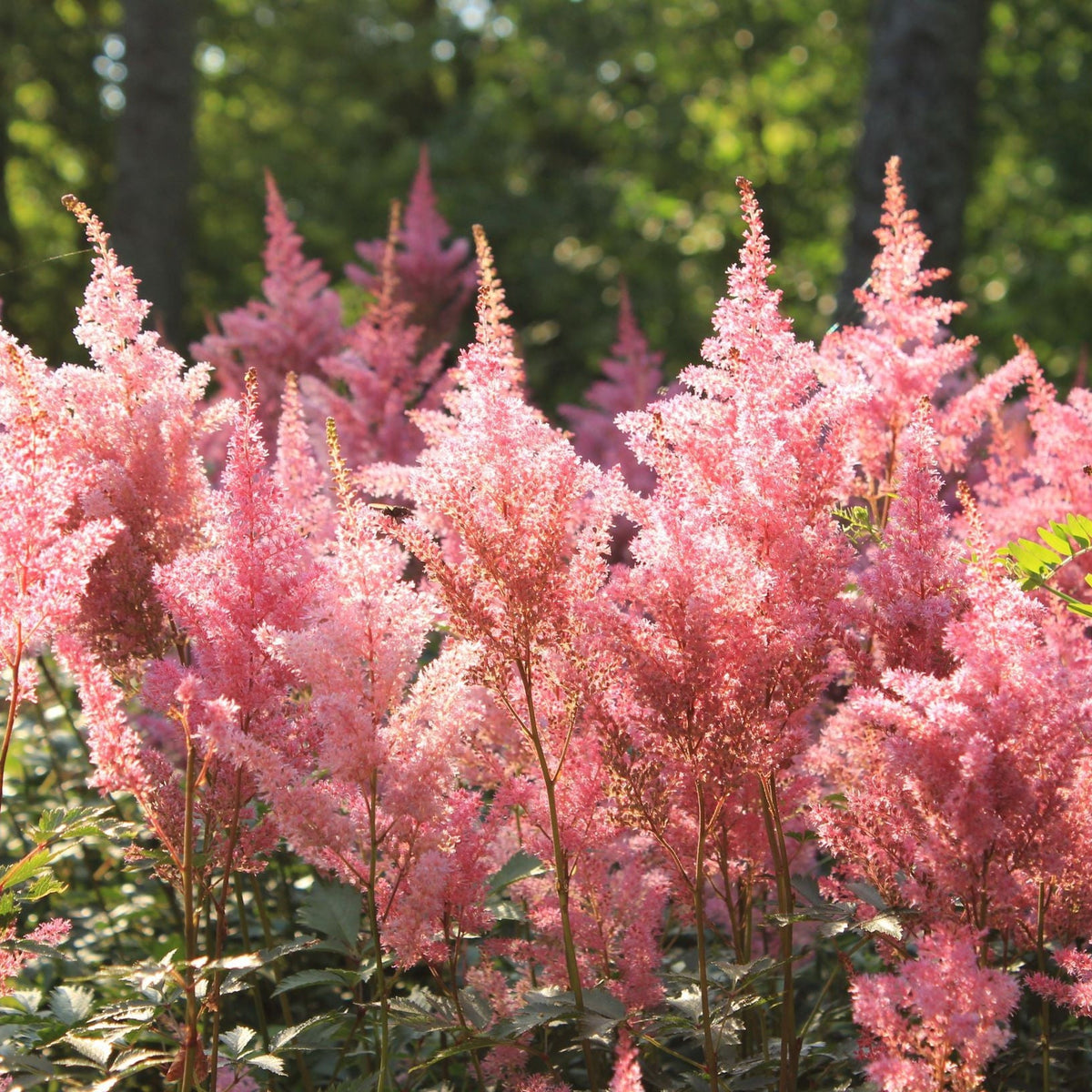 Astilbe - Europa 1.5L