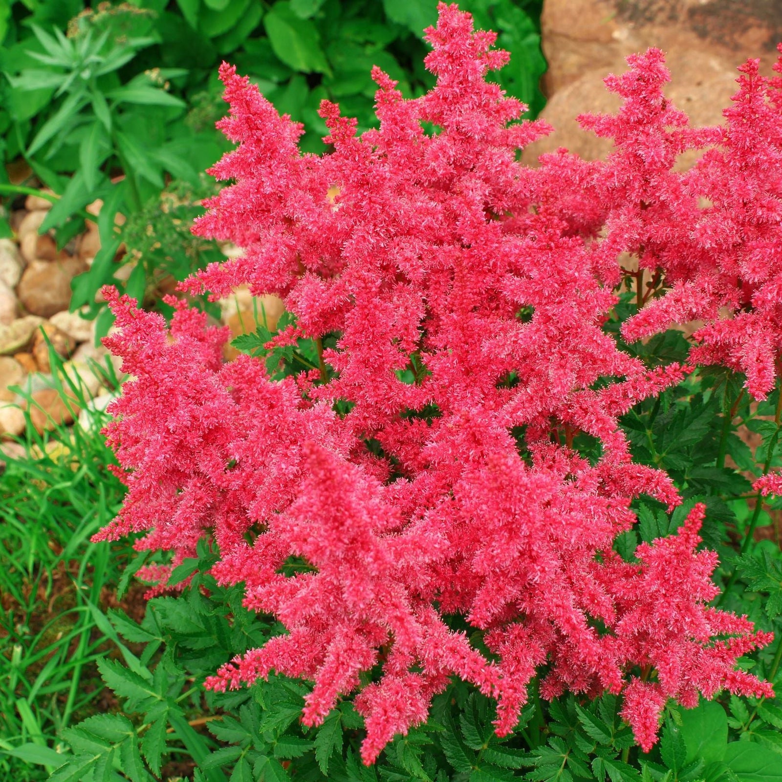 Astilbe - Visions in Pink 1.5L features bright pink blooms above green, fern-like foliage, making this perennial a standout choice for woodland gardens, rockeries, or lush garden beds.