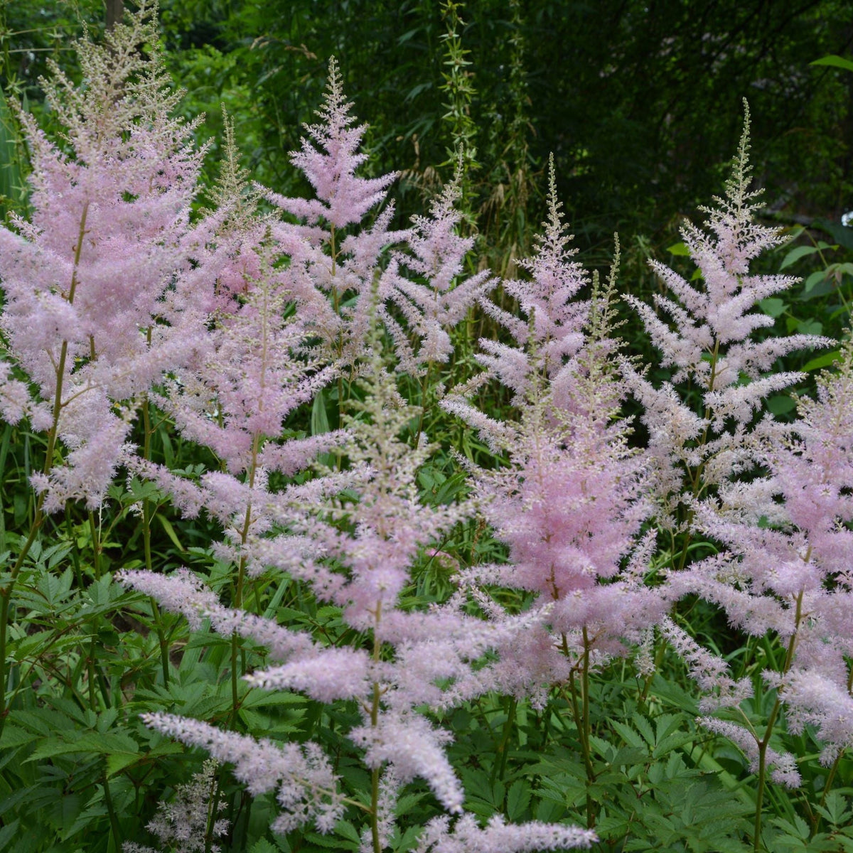 Astilbe &#39;Hennie Graafland&#39; - Pink - 1.5L features tall, coral-pink flower plumes above green, fern-like foliage, adding vibrant color and texture to any garden.