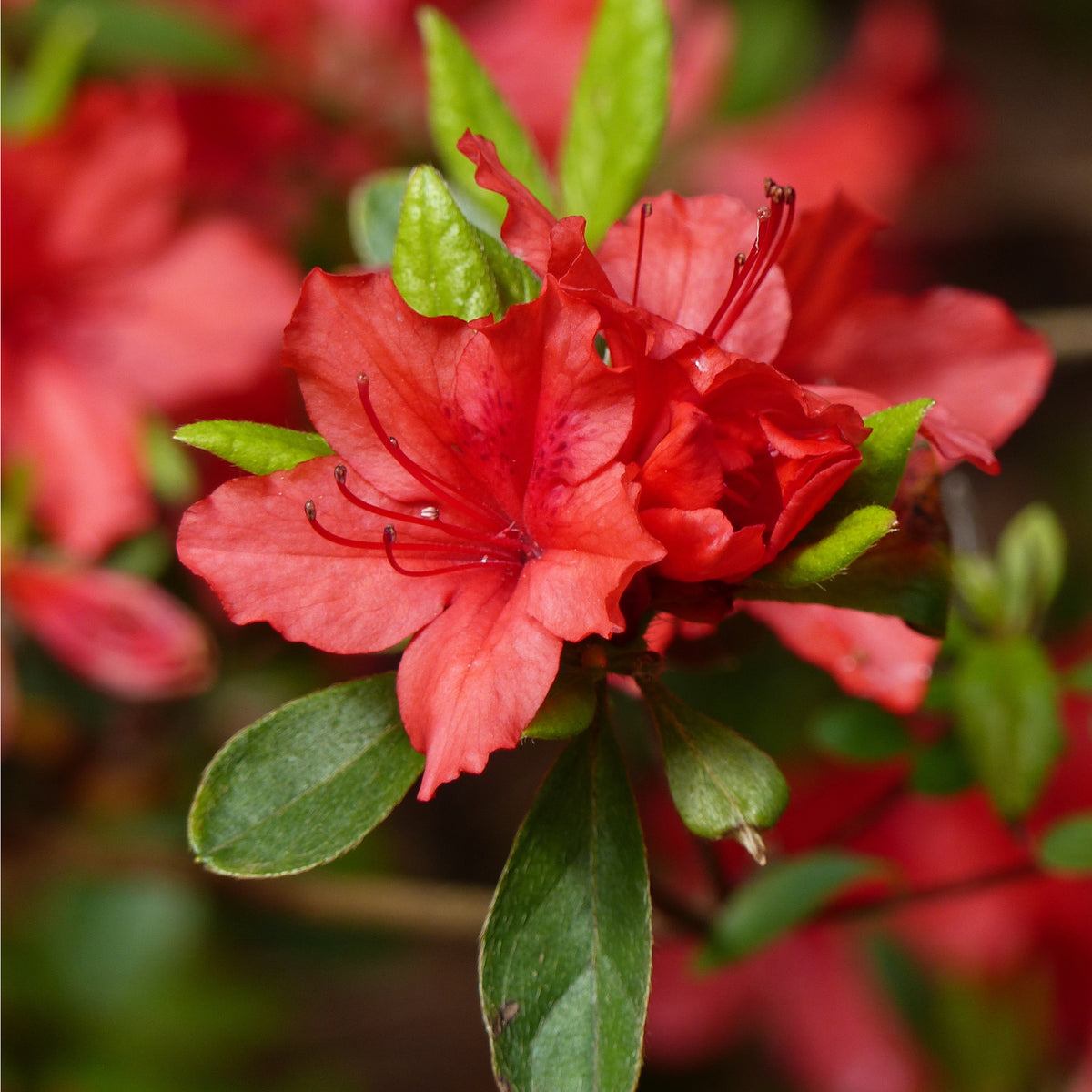 Close-up of Azalea &#39;Arabesk&#39; in vibrant red bloom, set among green leaves and blurred red flowers—ideal for adding a burst of color with this evergreen shrub to any garden display.