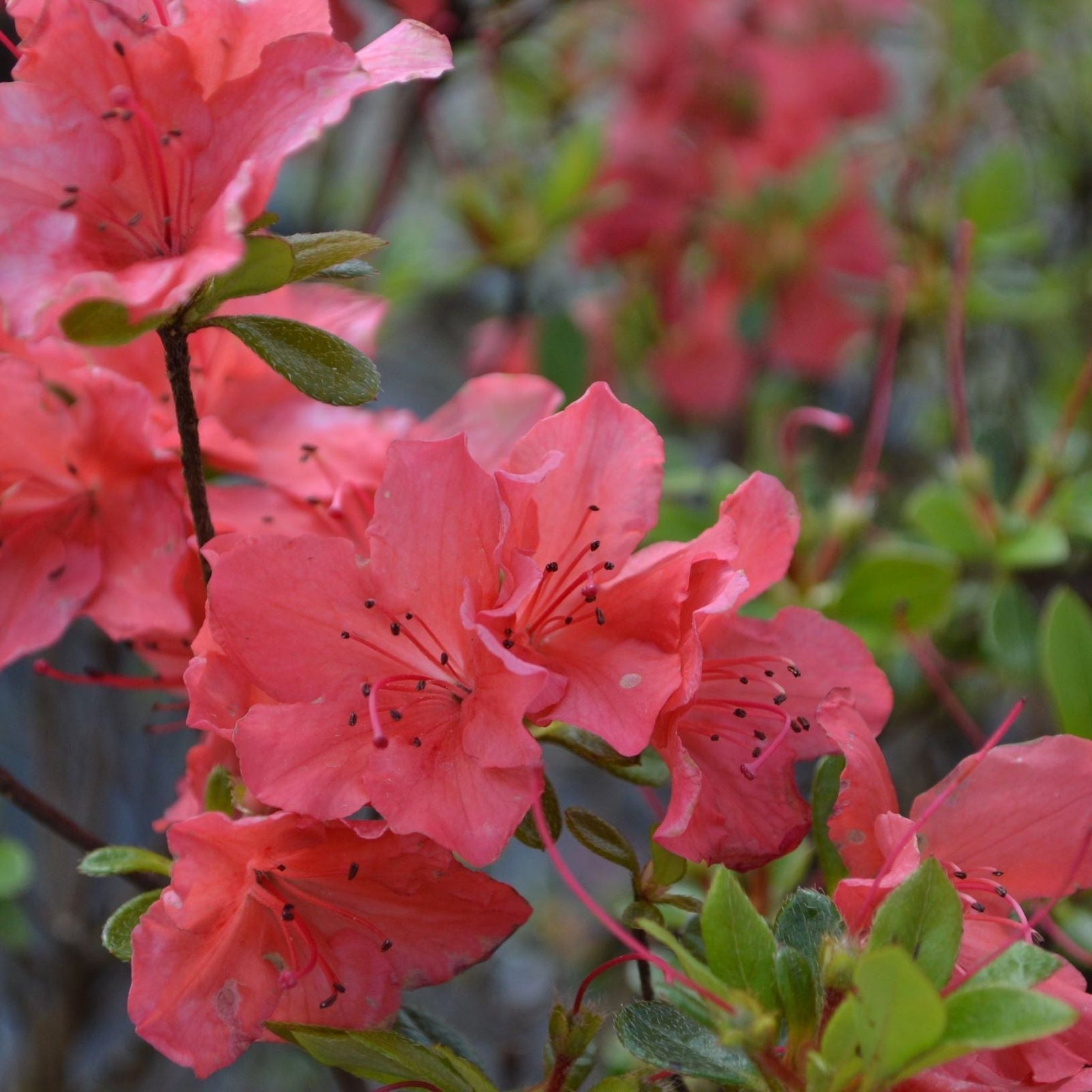 A hand holds an Azalea 'Geisha Orange' 1L-3L, displaying vivid red-orange blooms and glossy green leaves. Surrounded by other plants, this striking evergreen shrub is ideal for garden displays. The label reads Azalea, Double Orange.