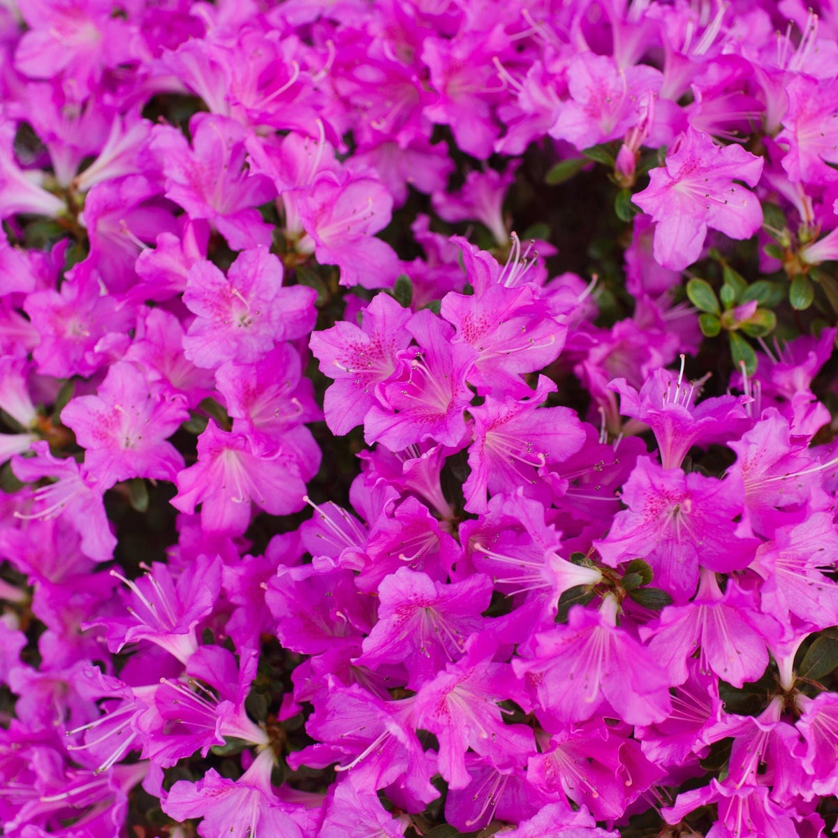 A close-up of vibrant purple Rhododendron &#39;Geisha Purple&#39; flowers in full bloom with lush green foliage—this 1L evergreen shrub is ideal for stunning garden displays.